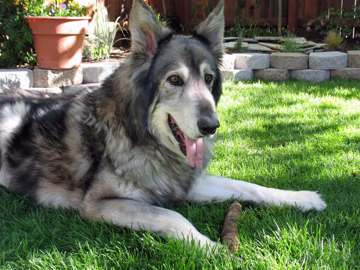 wolfdog 桌布 壁紙 — 一隻毛茸茸的灰白色狗在陽光明媚的後院裡，躺在鮮綠色的草地上，伸出舌頭，旁邊有一根樹枝，開心地休息。