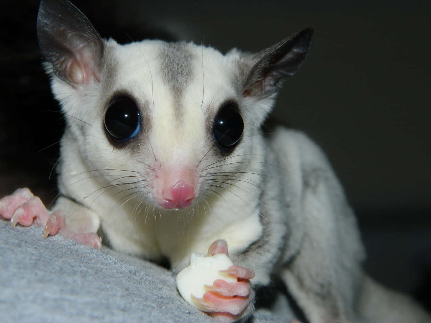 Sugar Glider 桌布 壁紙 — 一隻毛茸茸的灰白色蜜袋鼯近距離特寫，牠有對巨大的黑色眼睛，握著一塊食物。