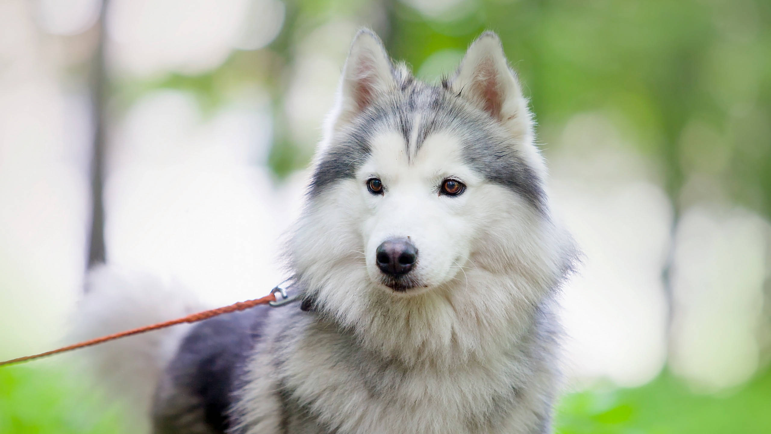 cute dogs 桌布 壁紙 — 一隻毛茸茸的灰白色西伯利亞雪橇犬特寫，耳朵警覺，眼睛深色，戴著牽繩，背景是柔和的綠色模糊背景。