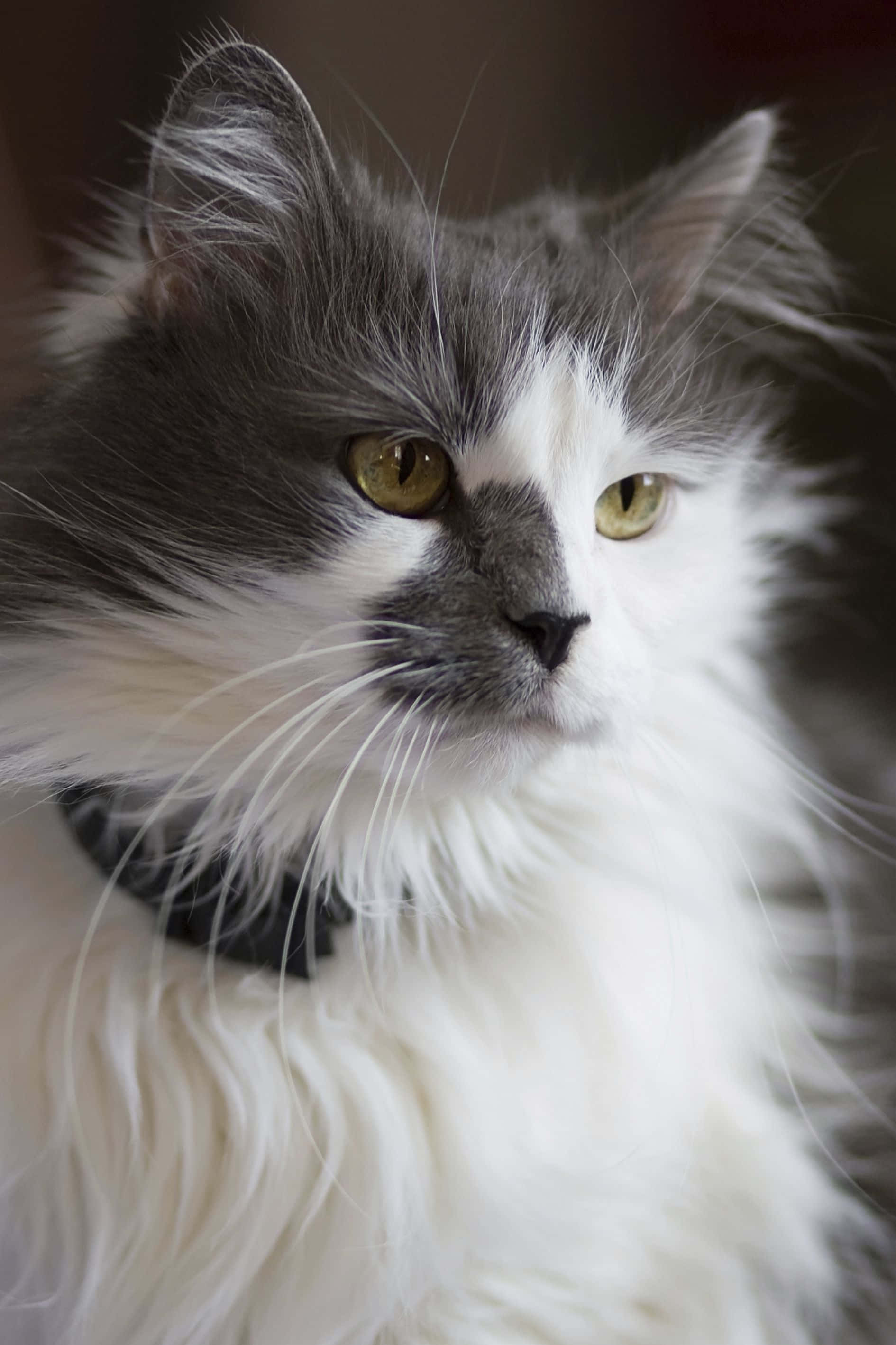 Turkish Angora 桌布 壁紙 — 一隻毛茸茸的灰白色貓咪，擁有引人注目的綠色眼睛，若有所思地凝視的特寫。