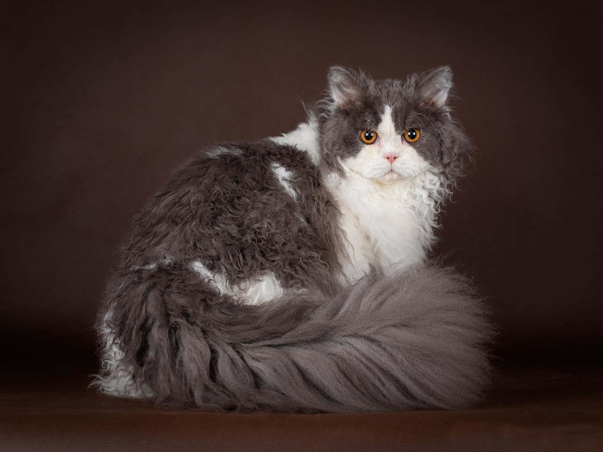 Selkirk Rex 桌布 壁紙 — 一隻毛茸茸的灰白色貓咪，有著明亮的橙色眼睛，威嚴地坐在深棕色背景前。