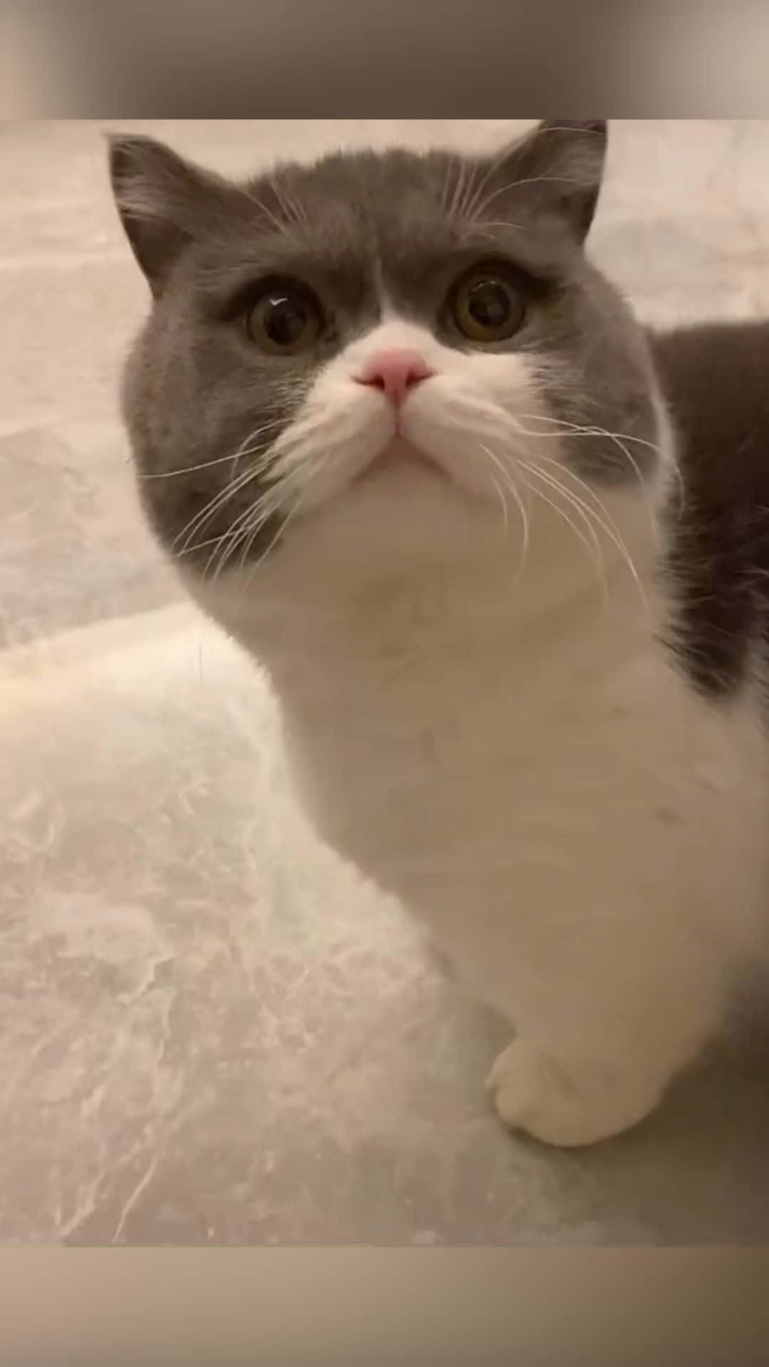 Crazy Cat 桌布 壁紙 — 一隻毛茸茸的灰白色貓咪，睜大好奇的眼睛向上看的特寫。