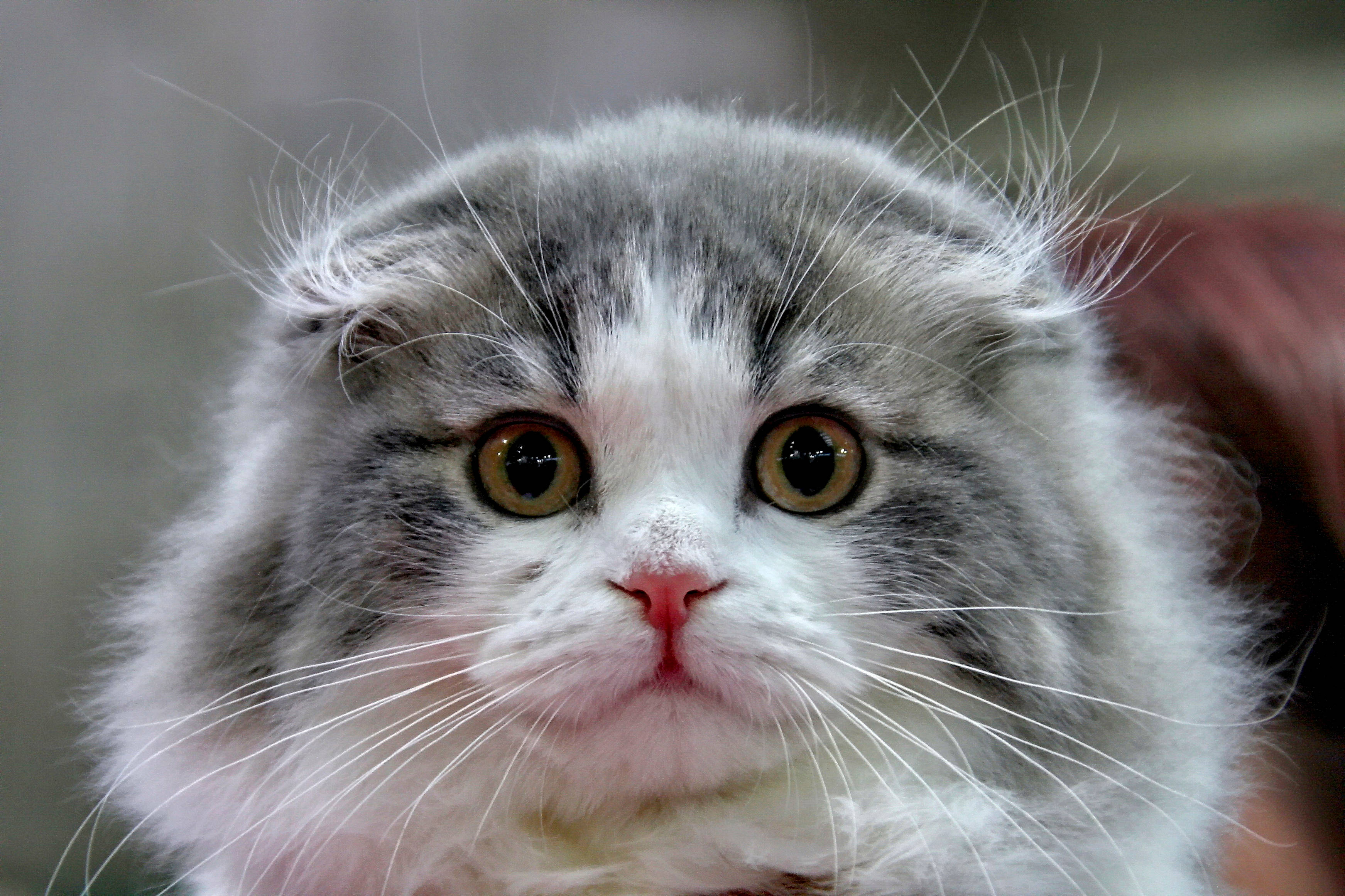 Cute Cat 桌布 壁紙 — 一隻毛茸茸的灰白色貓咪，睜大琥珀色的眼睛直視鏡頭的特寫。