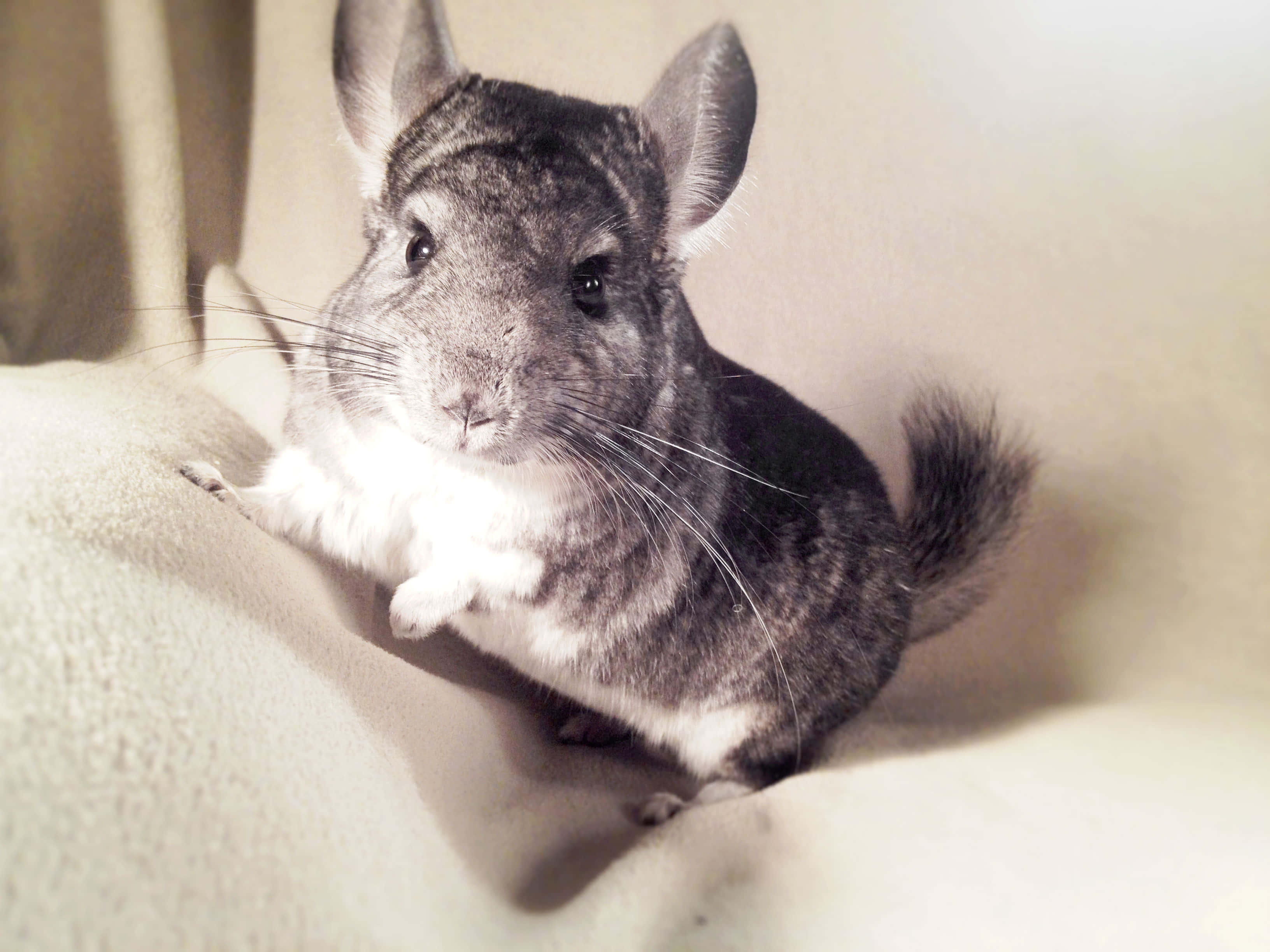 chinchilla 桌布 壁紙 — 一隻毛茸茸的灰白色龍貓，安靜地坐在柔軟的米色表面上，直視鏡頭。
