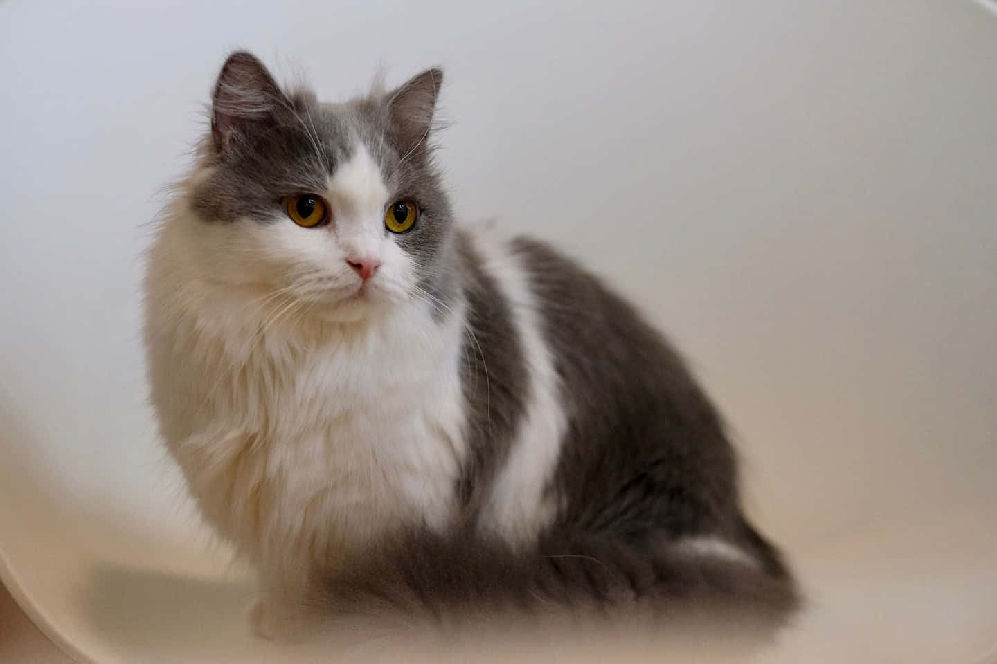 Napoleon Cat 桌布 壁紙 — 一隻毛茸茸的灰白貓咪，擁有引人注目的黃色眼睛，平衡地坐在彎曲的白色椅子上，背景是柔和的淺色調。