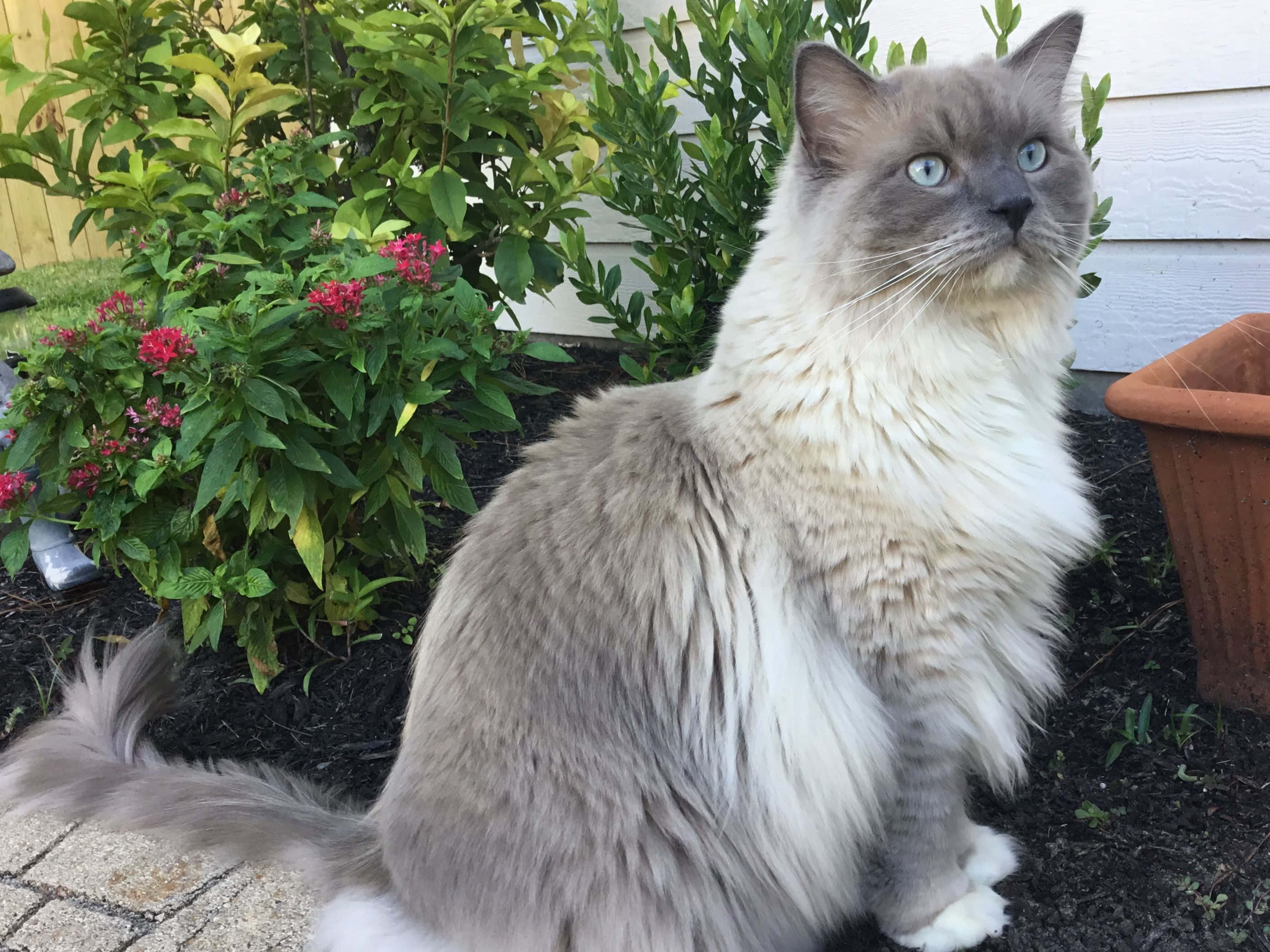 Ragdoll 桌布 壁紙 — 一隻毛茸茸的灰白貓咪，有著引人注目的藍色眼睛，警覺地坐在露台上，旁邊是綠色灌木和紅色花朵。