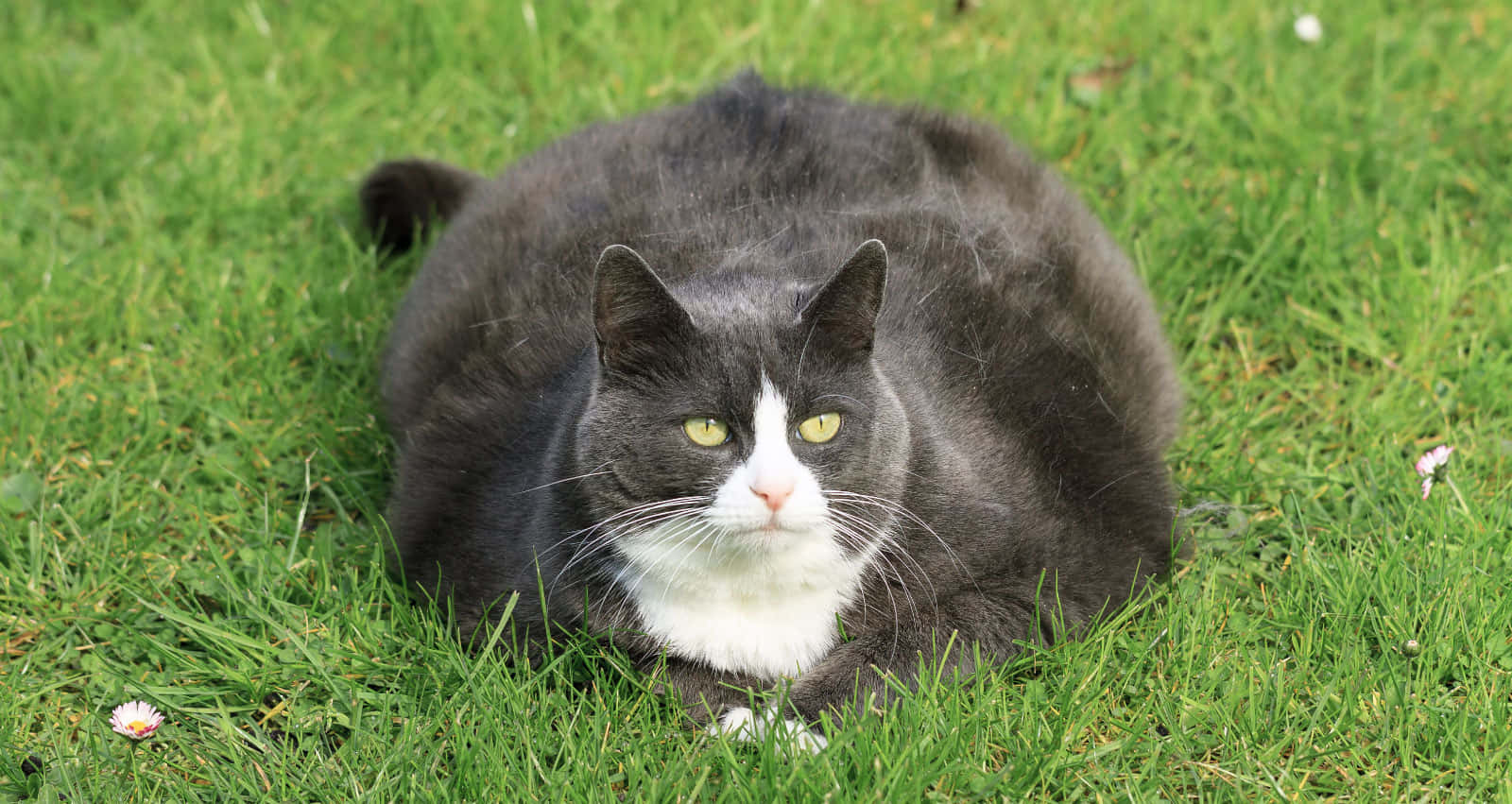 Fat Cat 桌布 壁紙 — 一隻毛茸茸的灰白貓咪，有著明亮的黃色眼睛，在點綴著小白花的翠綠草地上安詳地躺著。