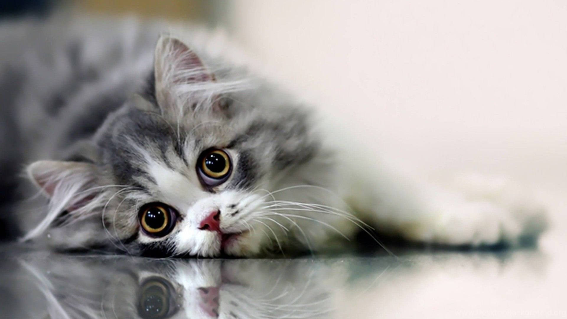 Cute Cat 桌布 壁紙 — 一隻毛茸茸的灰白貓咪，有著金色大眼睛，躺在反光表面上仰望。
