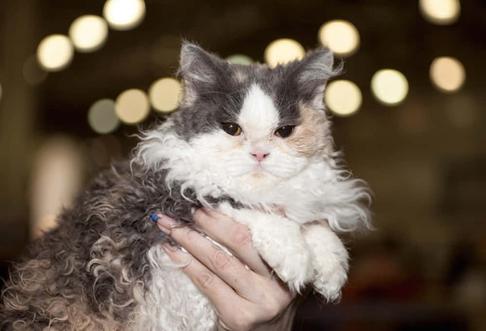 Selkirk Rex 桌布 壁紙 — 一隻毛茸茸的灰白貓咪，毛髮捲曲，被抱在一個人的手中，背景是柔和模糊的溫暖散景燈光。