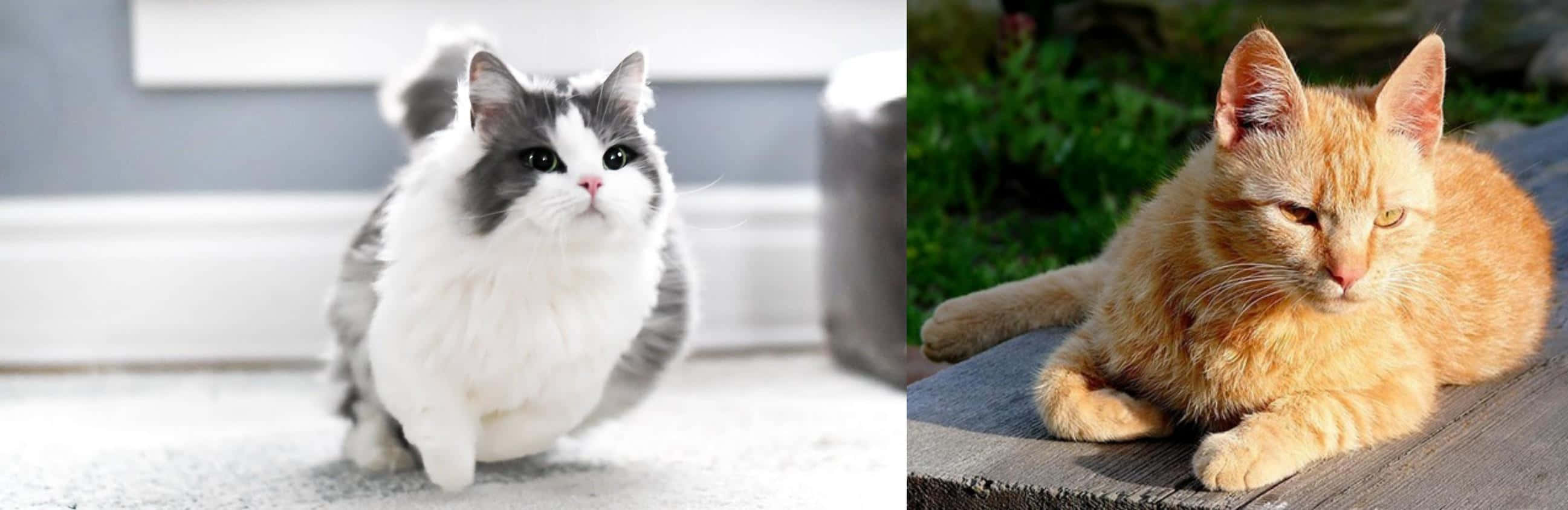 Brazilian Shorthair 桌布 壁紙 — 一隻毛茸茸的灰白貓咪坐在室內，而一隻橙色虎斑貓則在室外的木質表面上閒逛。