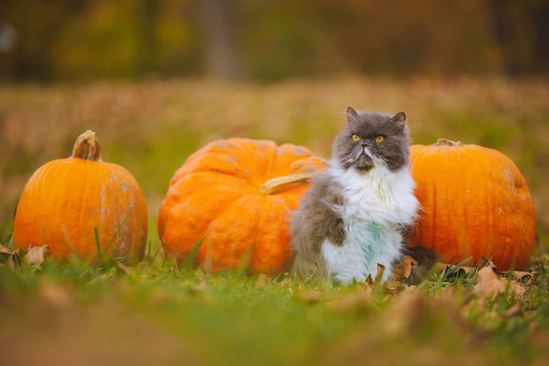 Pumpkin Patch 桌布 壁紙 — 一隻毛茸茸的灰白貓咪威嚴地坐在草地上，周圍有三個大橙色南瓜和落葉。