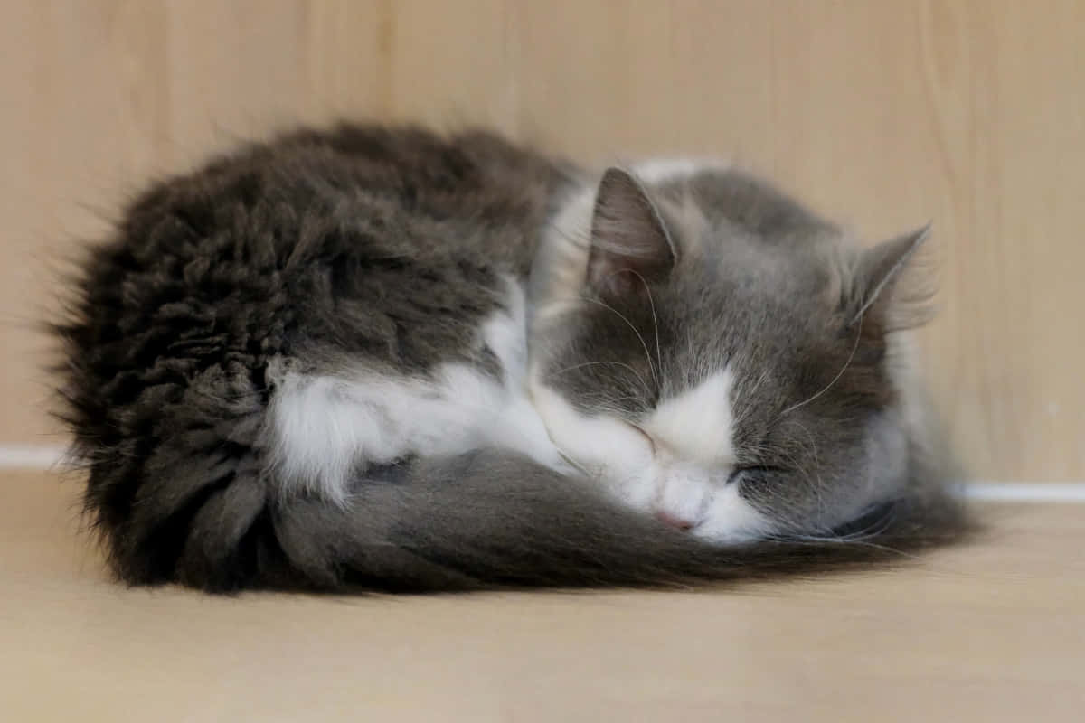 Napoleon Cat 桌布 壁紙 — 一隻毛茸茸的灰白貓咪蜷縮成一個緊密的球，在淺色木地板上安詳地睡覺。
