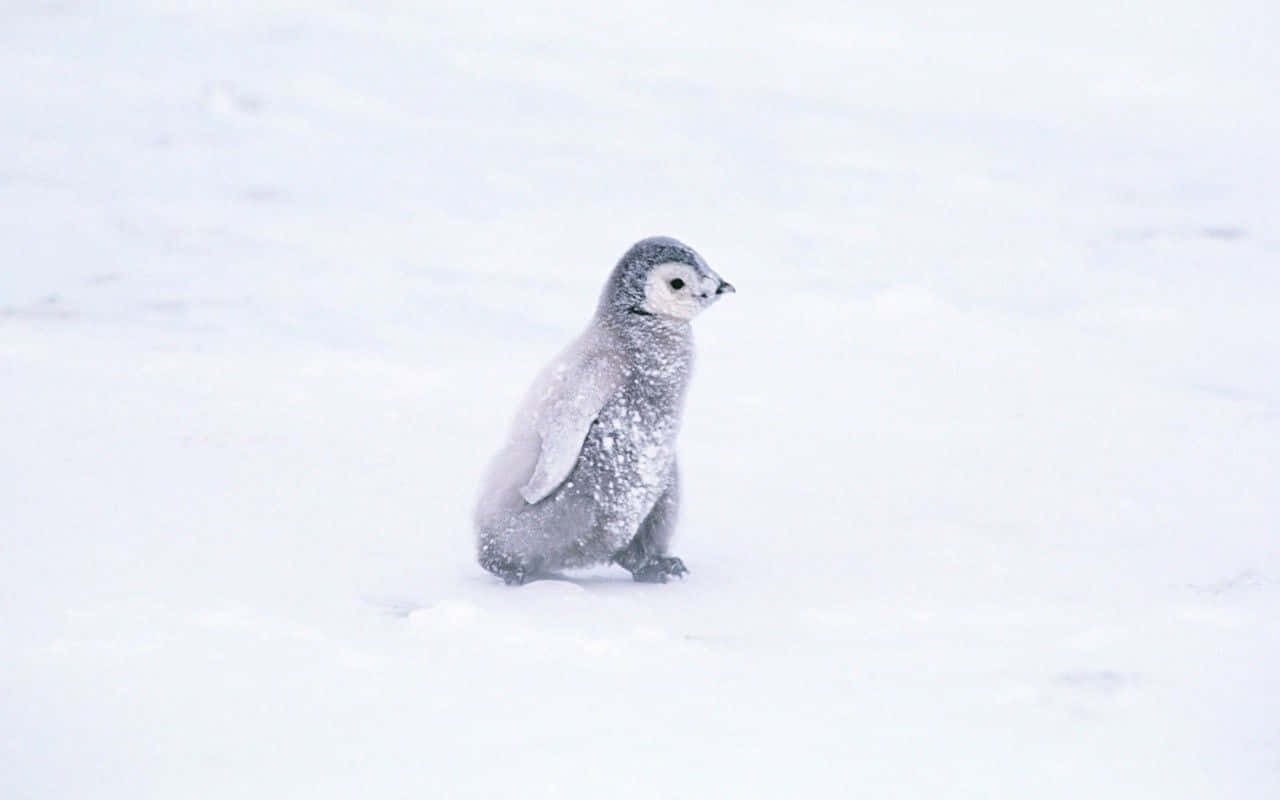 小企鵝 桌布 壁紙 — 一隻毛茸茸的灰色企鵝寶寶獨自坐在雪景中，在柔和日光下披著一層新雪。