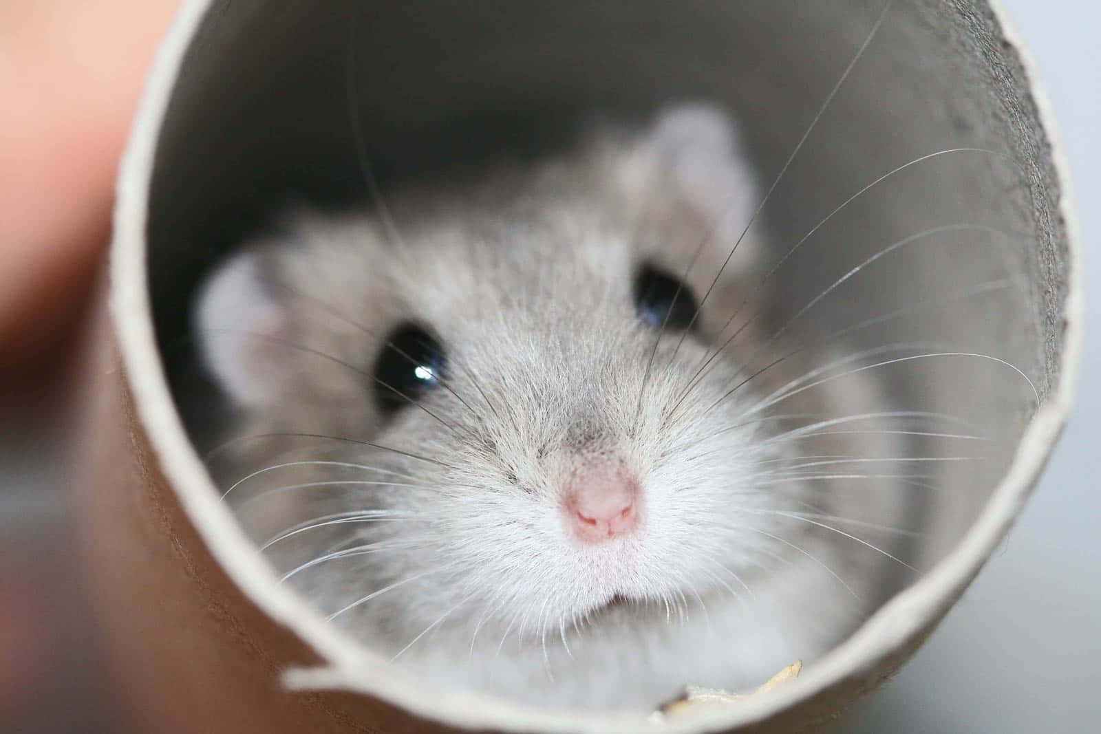 animals 桌布 壁紙 — 一隻毛茸茸的灰色倉鼠好奇地從紙板管內窺視的特寫。
