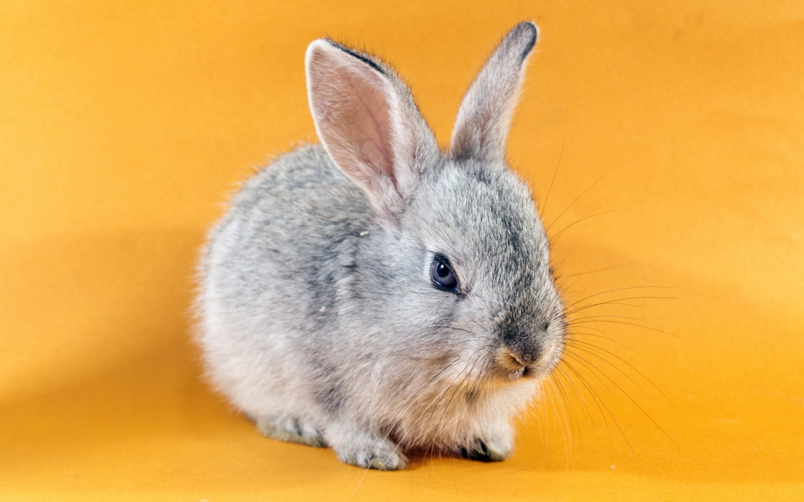 Cute Bunny 桌布 壁紙 — 一隻毛茸茸的灰色兔子豎起耳朵，靜靜地坐在純暖橙色背景前。