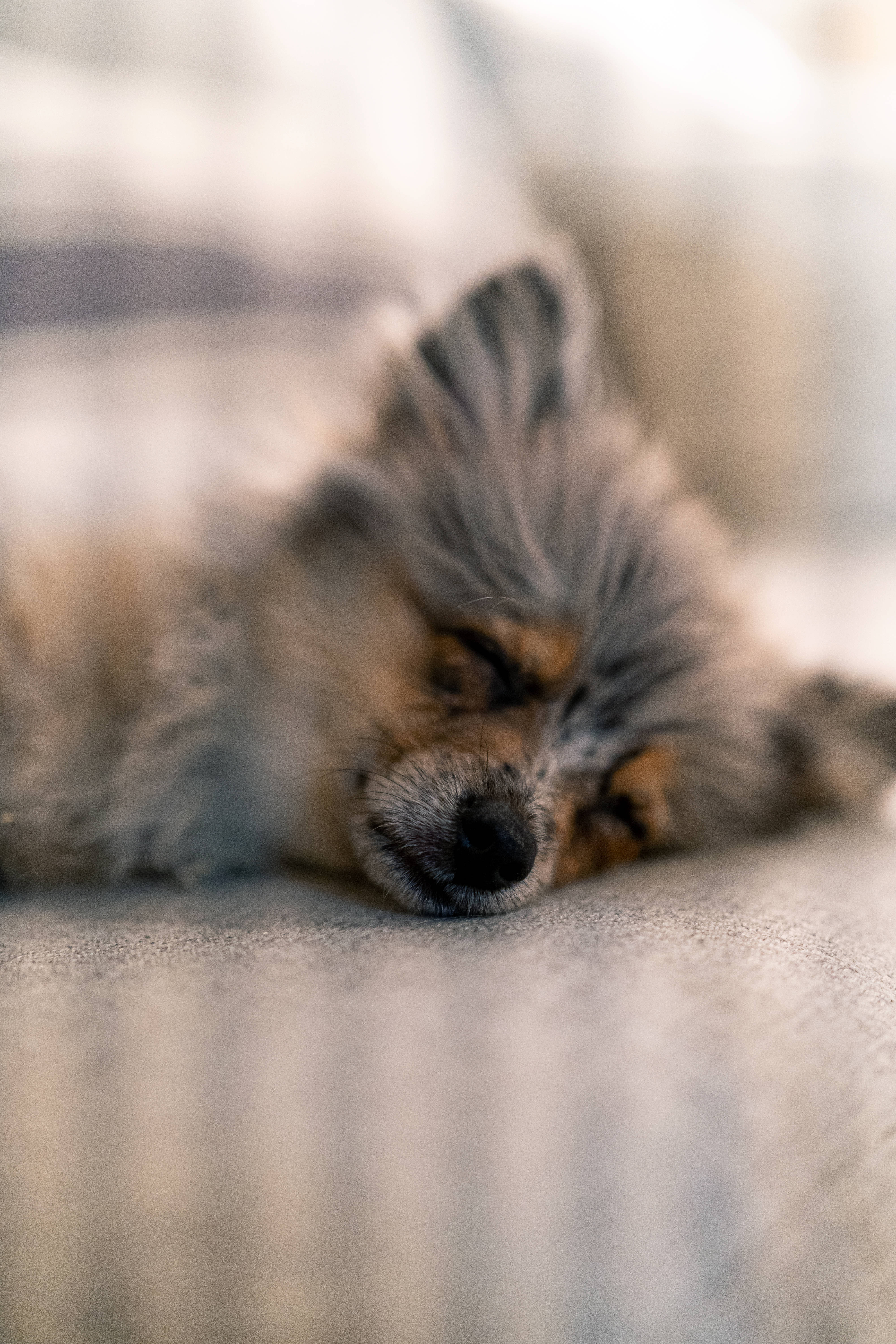 Pomeranian 桌布 壁紙 — 一隻毛茸茸的灰色和棕褐色小狗在柔軟的灰色紋理表面上平靜地睡覺，景深較淺。