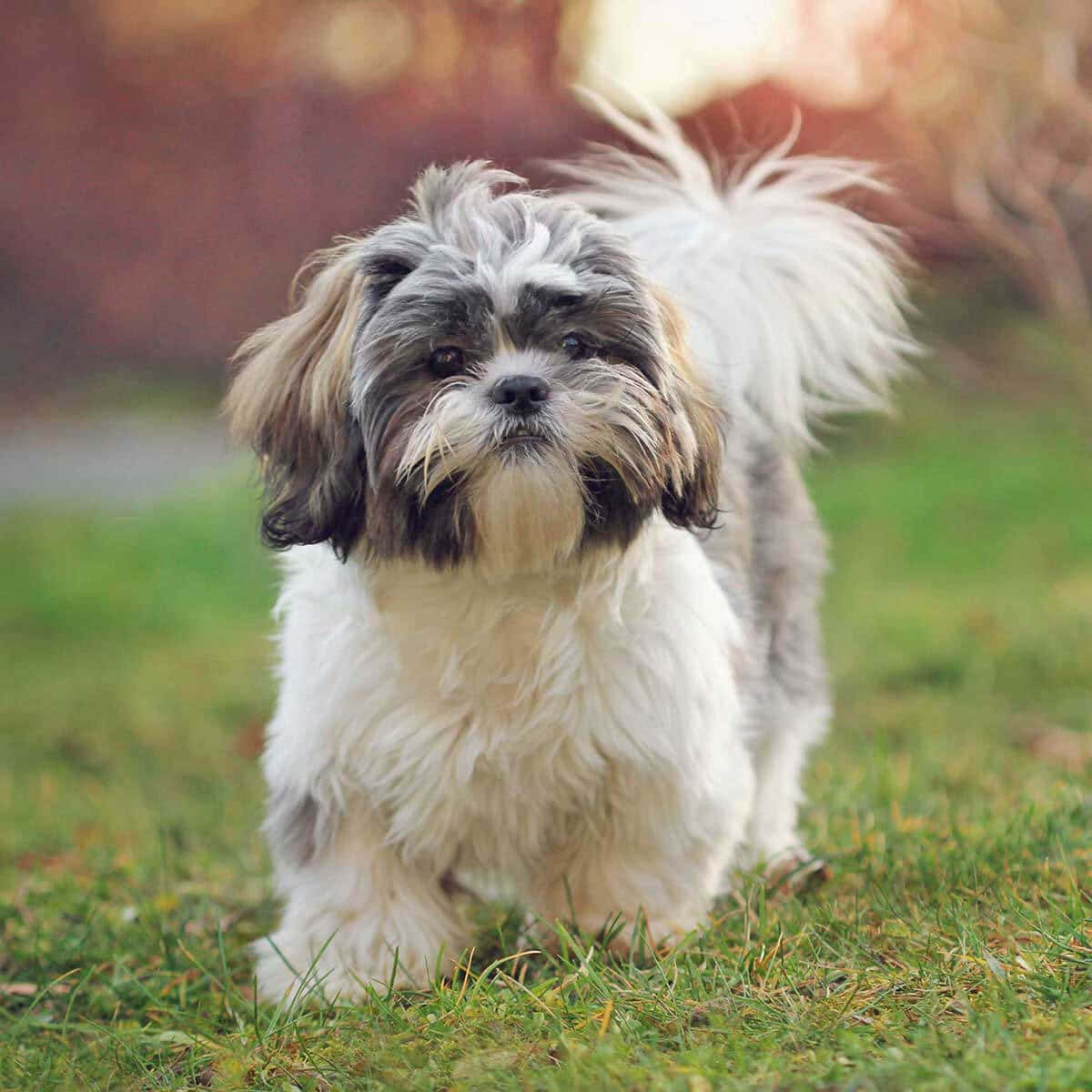 shih tzu 桌布 壁紙 — 一隻毛茸茸的灰色和白色西施犬警覺地站在綠色草地上，背景是柔和模糊的秋樹。