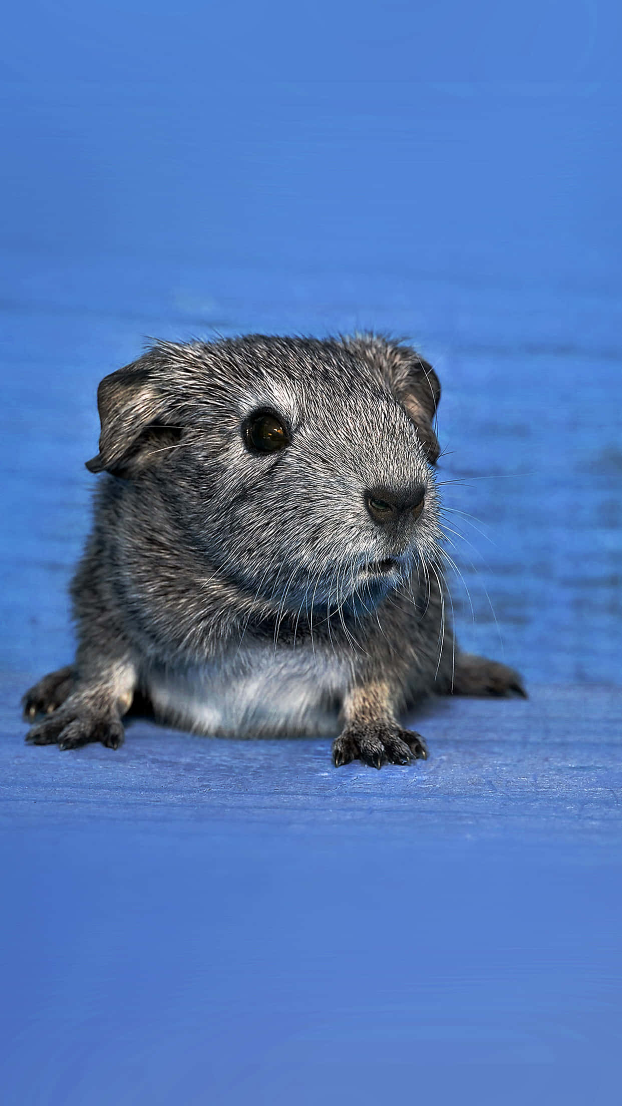 guinea pig 桌布 壁紙 — 一隻毛茸茸的灰色天竺鼠在充滿活力的藍色紋理表面上休息的特寫。