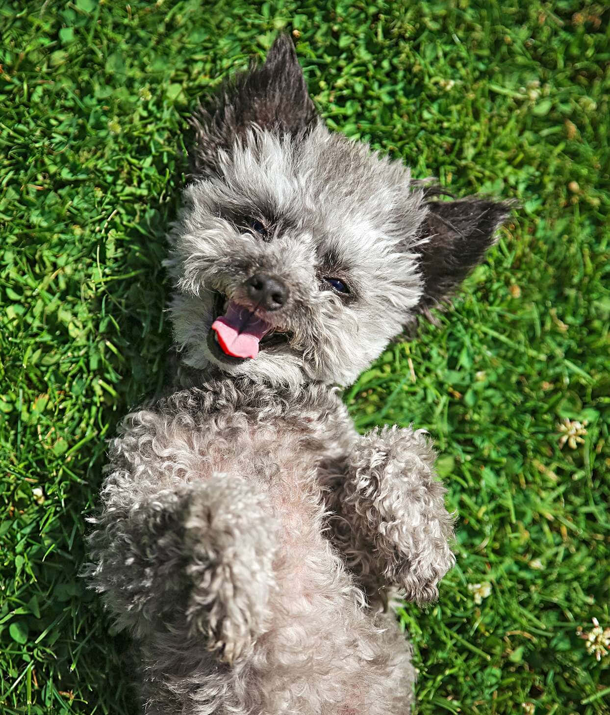 Chihuahua 桌布 壁紙 — 一隻毛茸茸的灰色小狗仰躺在鮮綠的草地上，舌頭伸出，眼睛半閉，充滿純粹的滿足感。