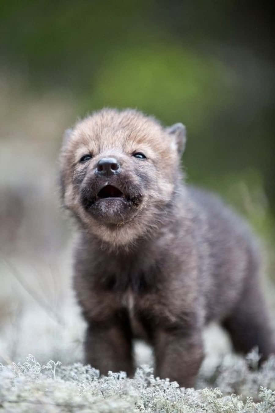 Wolf Pup 桌布 壁紙 — 一隻毛茸茸的灰色小狼站在長滿苔蘚的地面上，好奇地張開嘴巴，明亮的眼睛映襯著模糊的綠色背景。