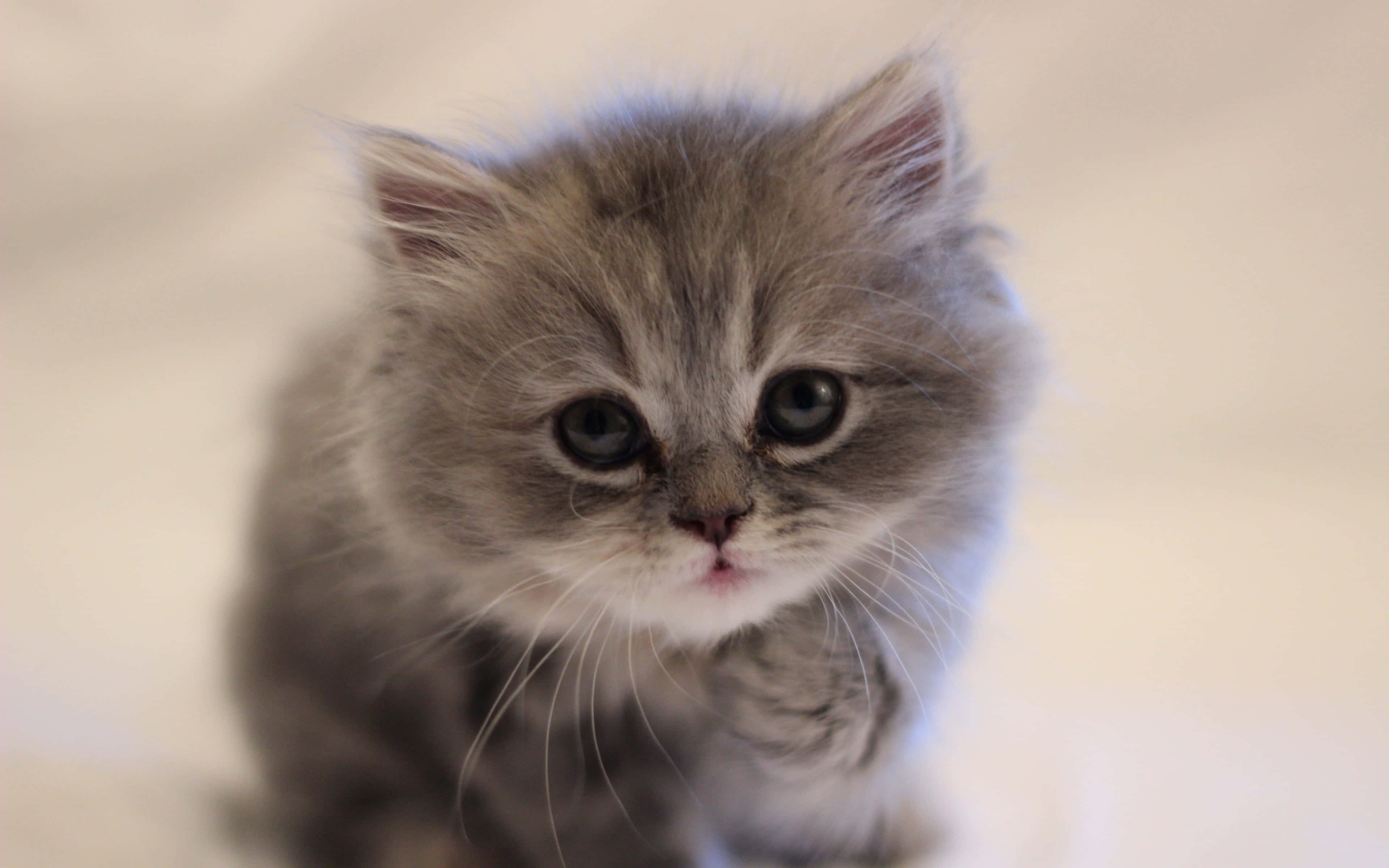 Kitten Cat 桌布 壁紙 — 一隻毛茸茸的灰色小貓，有著大大的圓眼睛，在柔和的模糊背景下好奇地凝視著相機。