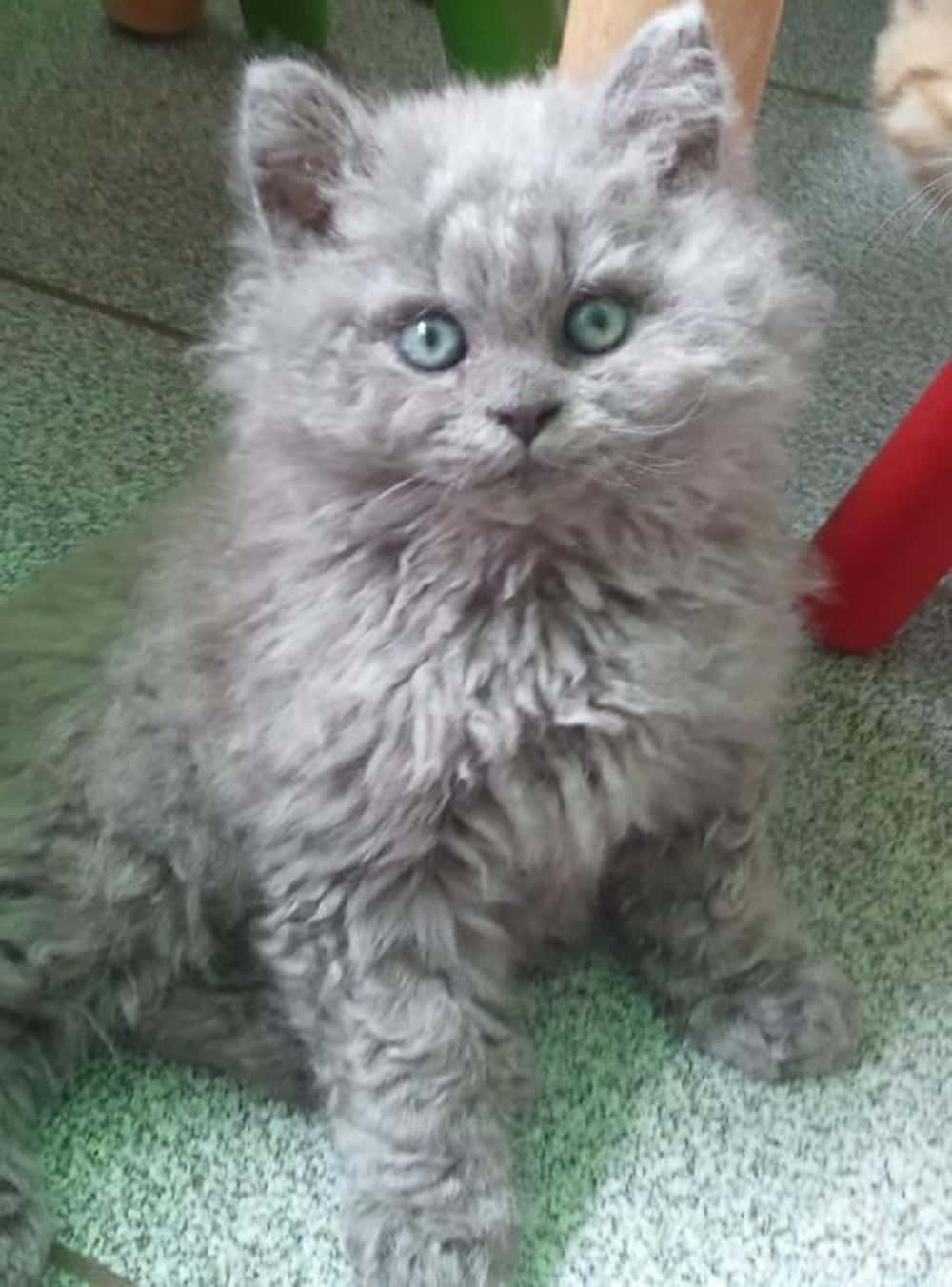 Selkirk Rex 桌布 壁紙 — 一隻毛茸茸的灰色小貓，有著明亮的藍色眼睛，專注地坐在斑駁的綠色地板上。