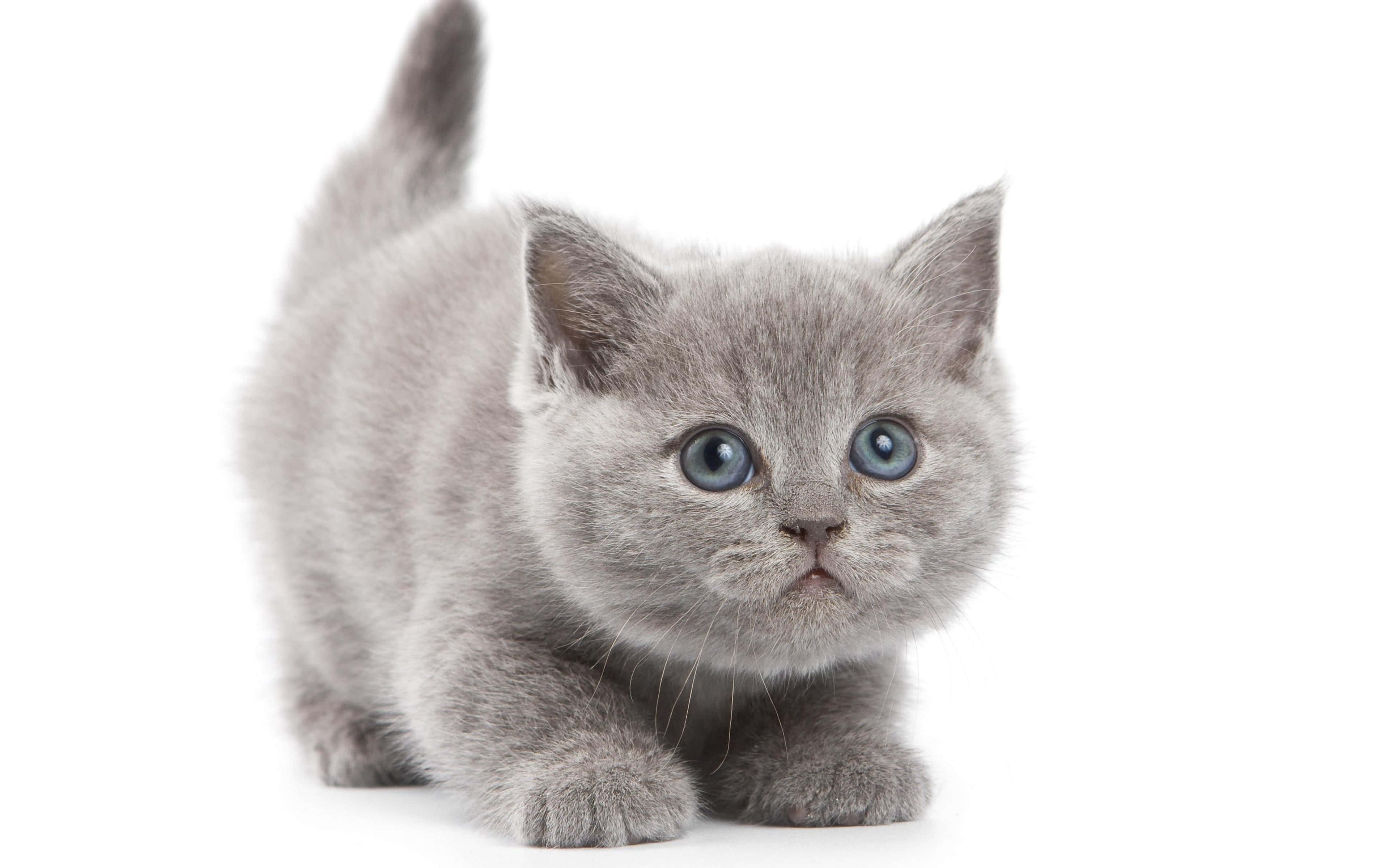 Kitten Cat 桌布 壁紙 — 一隻毛茸茸的灰色小貓，有著明亮的藍色眼睛，警覺地蹲在純白色背景前。