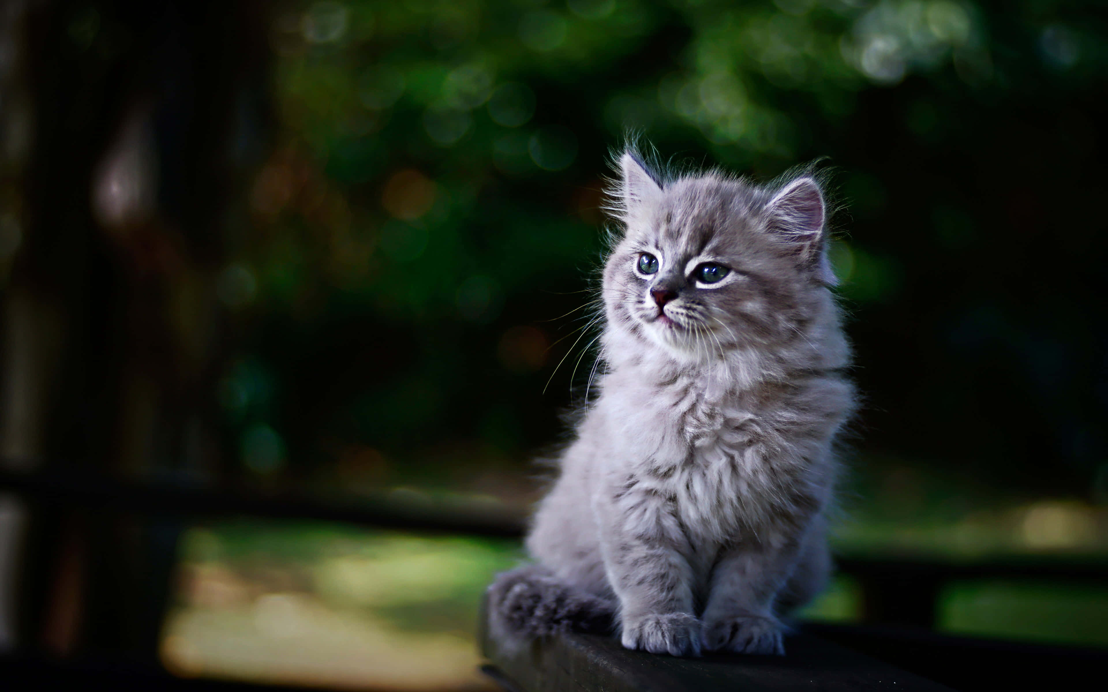 Kitten Cat 桌布 壁紙 — 一隻毛茸茸的灰色小貓，有著明亮的藍色眼睛，警覺地坐在木質表面上，背景是模糊的綠色。