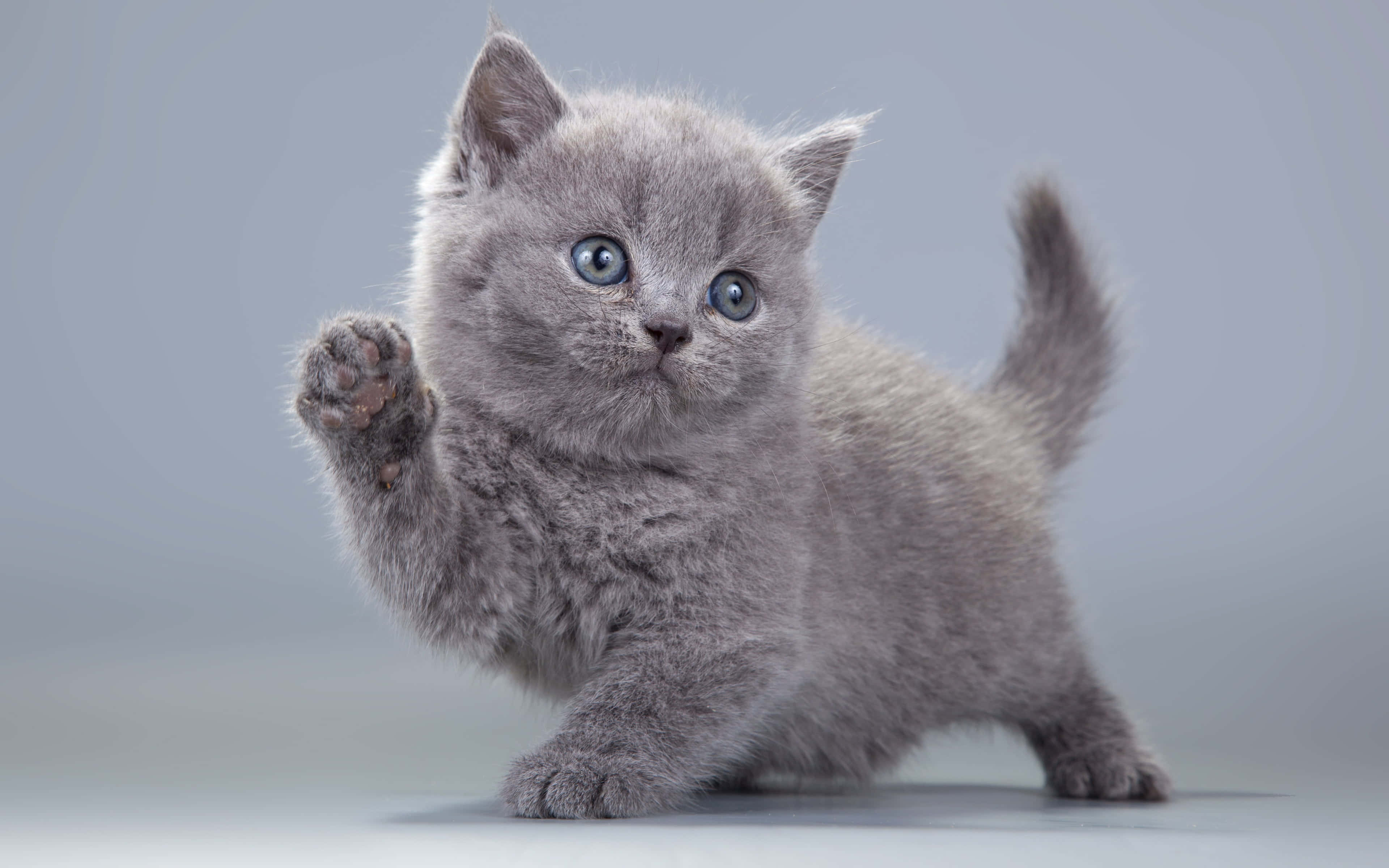 Kitten Cat 桌布 壁紙 — 一隻毛茸茸的灰色小貓，有著明亮的藍色眼睛，在柔和的灰色工作室背景前頑皮地舉起一隻爪子。