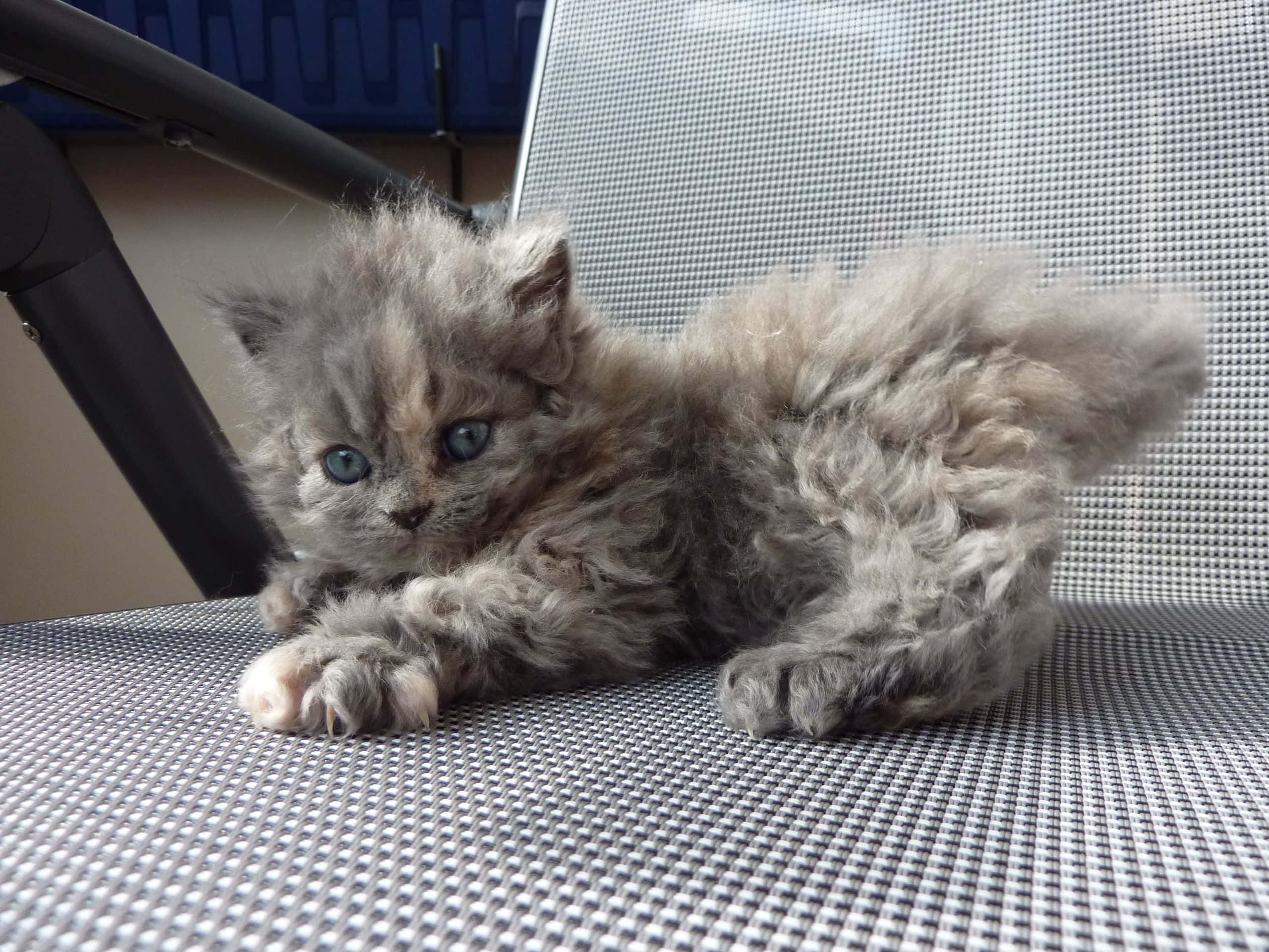 Selkirk Rex 桌布 壁紙 — 一隻毛茸茸的灰色小貓，有著明亮的藍色眼睛，懶洋洋地躺在網椅上，好奇地直視鏡頭。