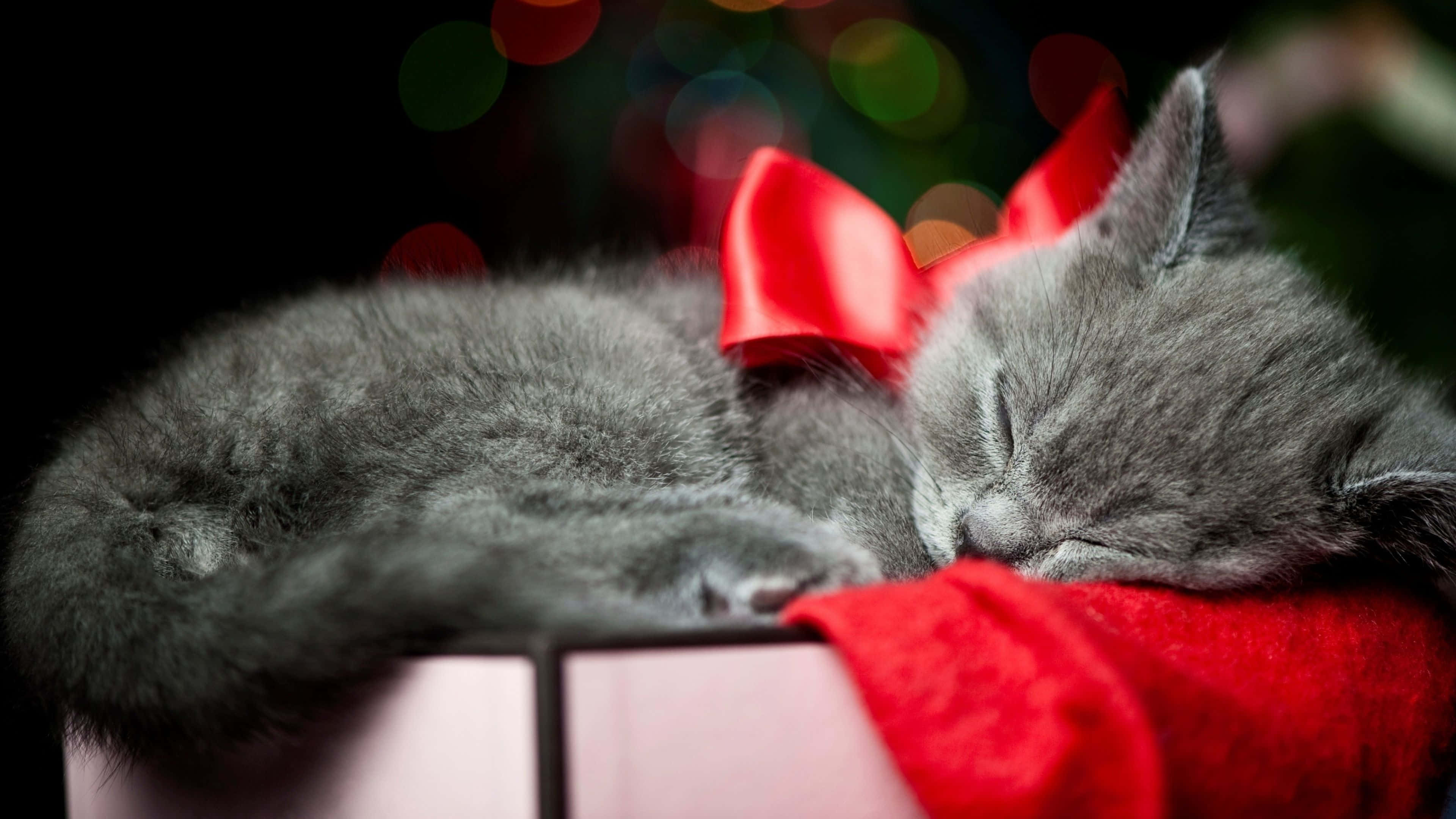 Cute Cat 桌布 壁紙 — 一隻毛茸茸的灰色小貓咪在禮物盒的紅色蝴蝶結上安詳地睡著，身後有節日氣氛的散景燈光。