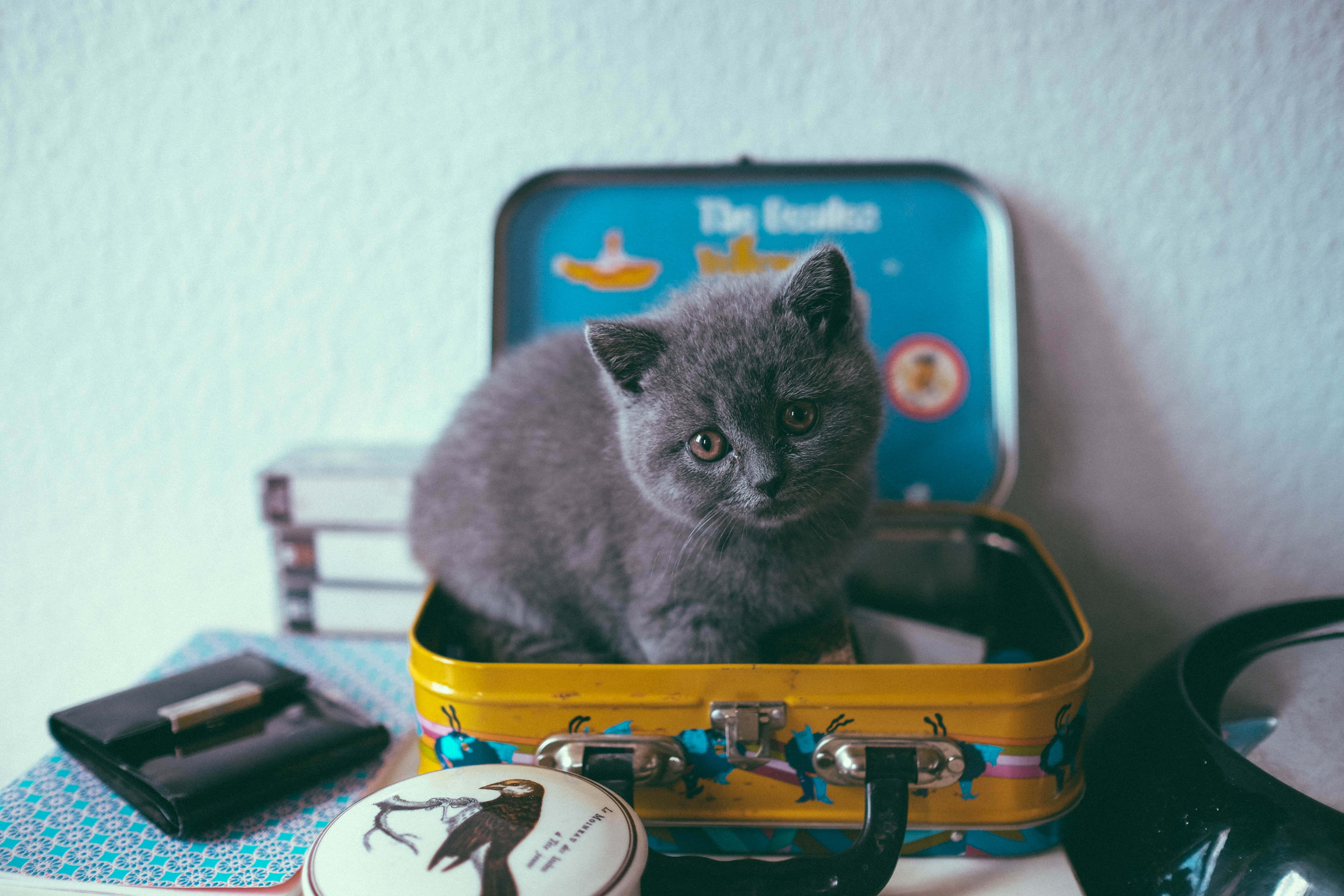 Kitten Cat 桌布 壁紙 — 一隻毛茸茸的灰色小貓好奇地坐在一個色彩繽紛的復古行李箱內，周圍是旅行用品。