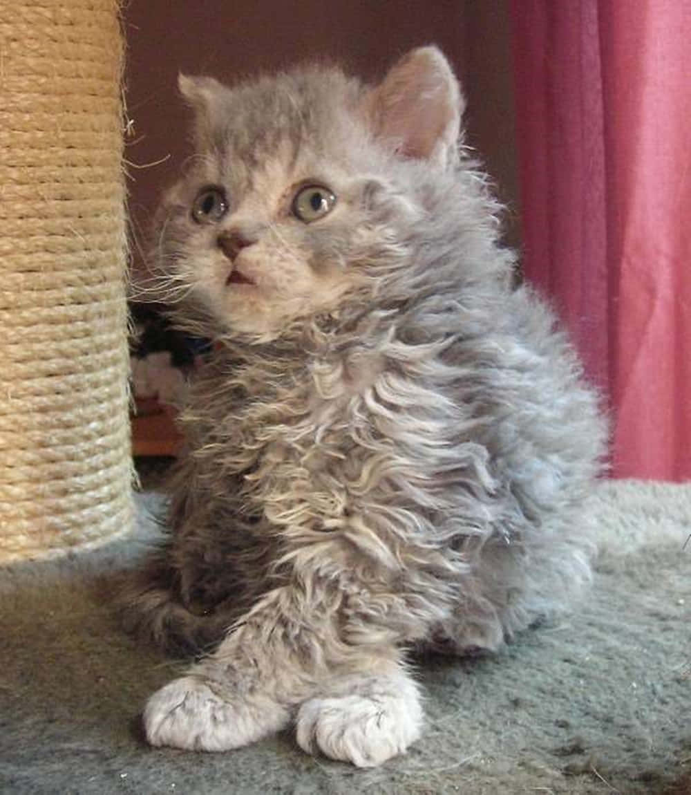Selkirk Rex 桌布 壁紙 — 一隻毛茸茸的灰色小貓睜大眼睛，警覺地坐在鋪有地毯的地板上，旁邊有一個繩製抓柱。
