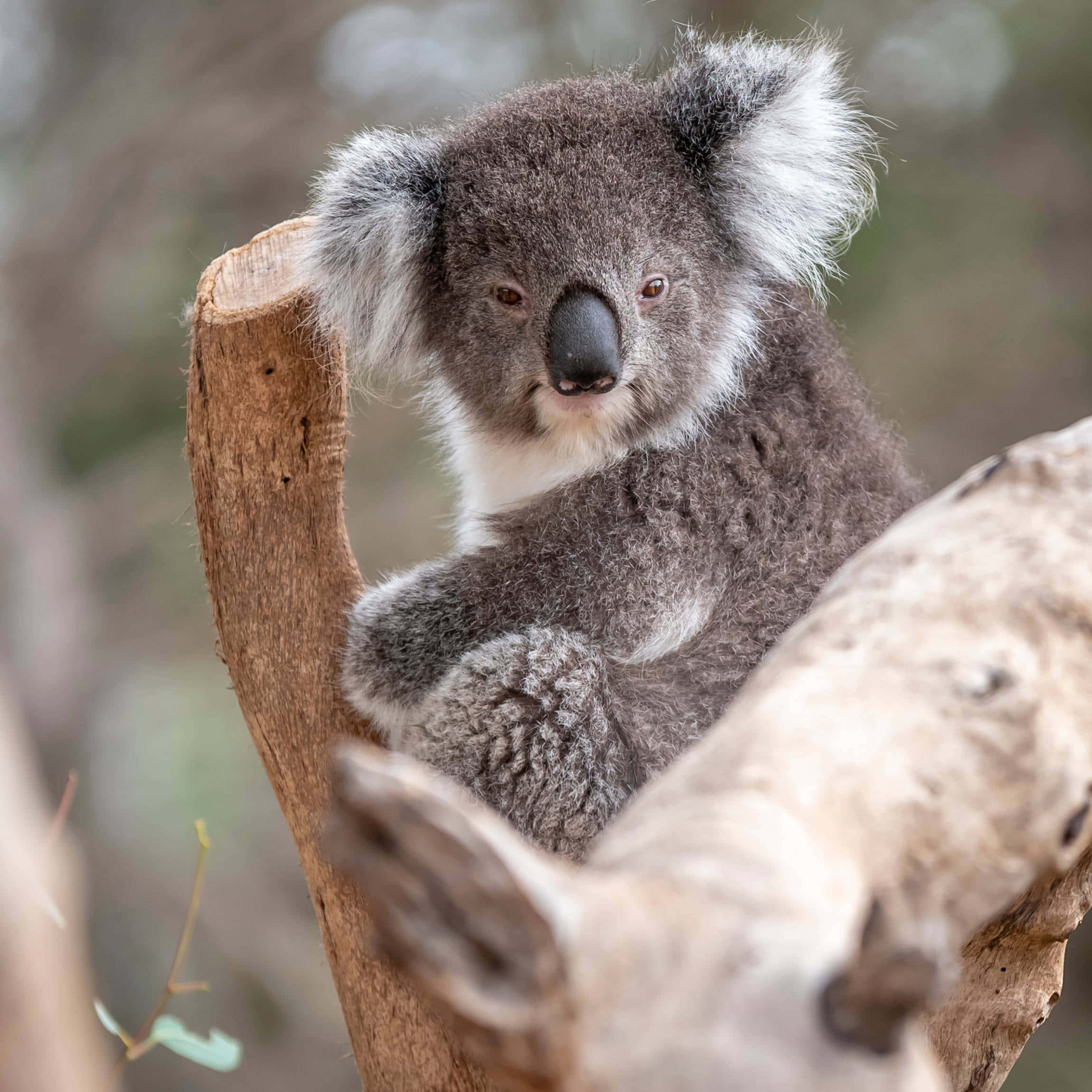 Koala 桌布 壁紙 — 一隻毛茸茸的灰色毛皮白色耳朵的無尾熊，在柔焦森林環境中緊抓樹枝。