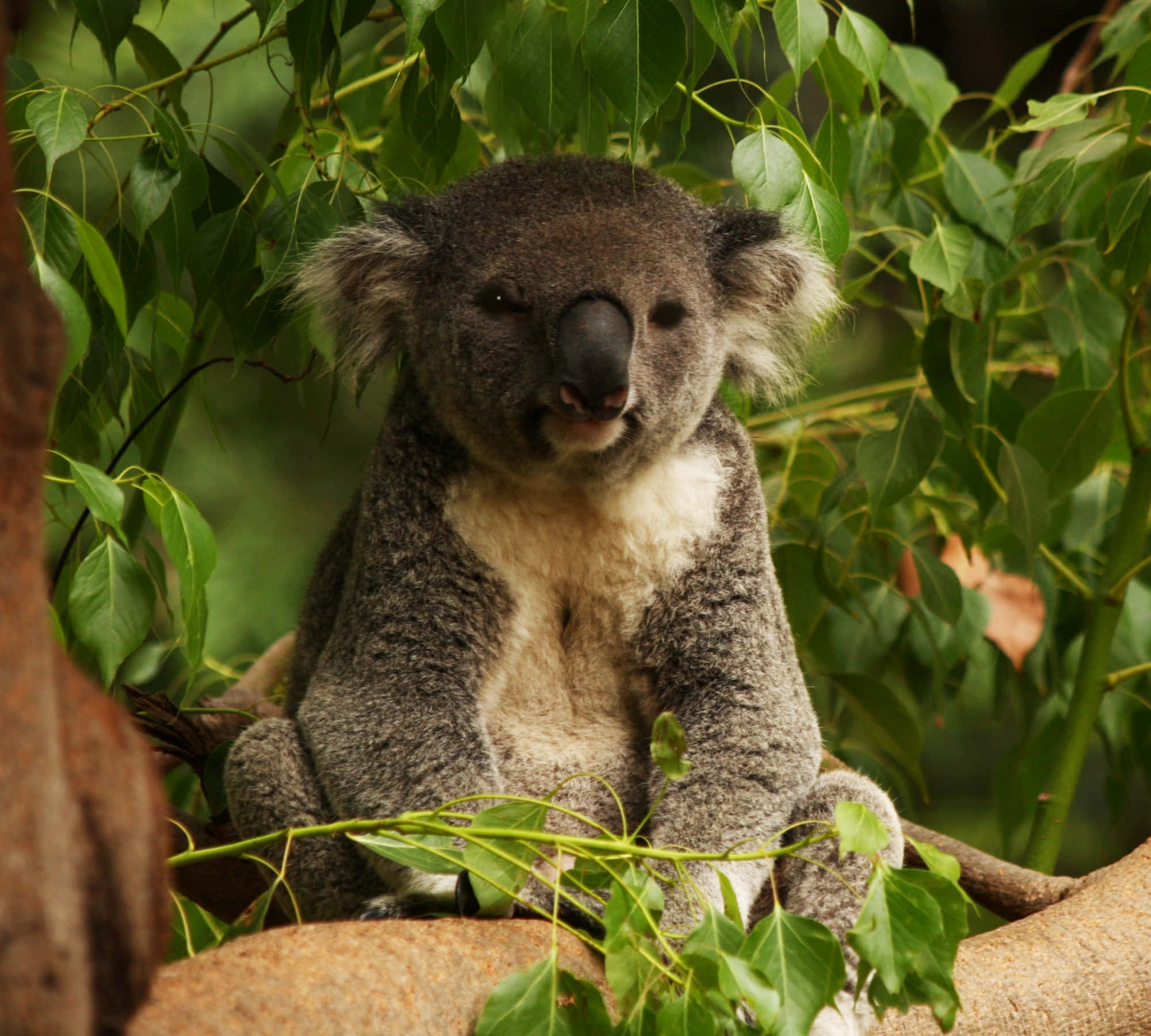 Koala Bear 桌布 壁紙 — 一隻毛茸茸的灰色毛皮白色胸部的無尾熊平靜地坐在被茂密綠葉環繞的樹枝上。