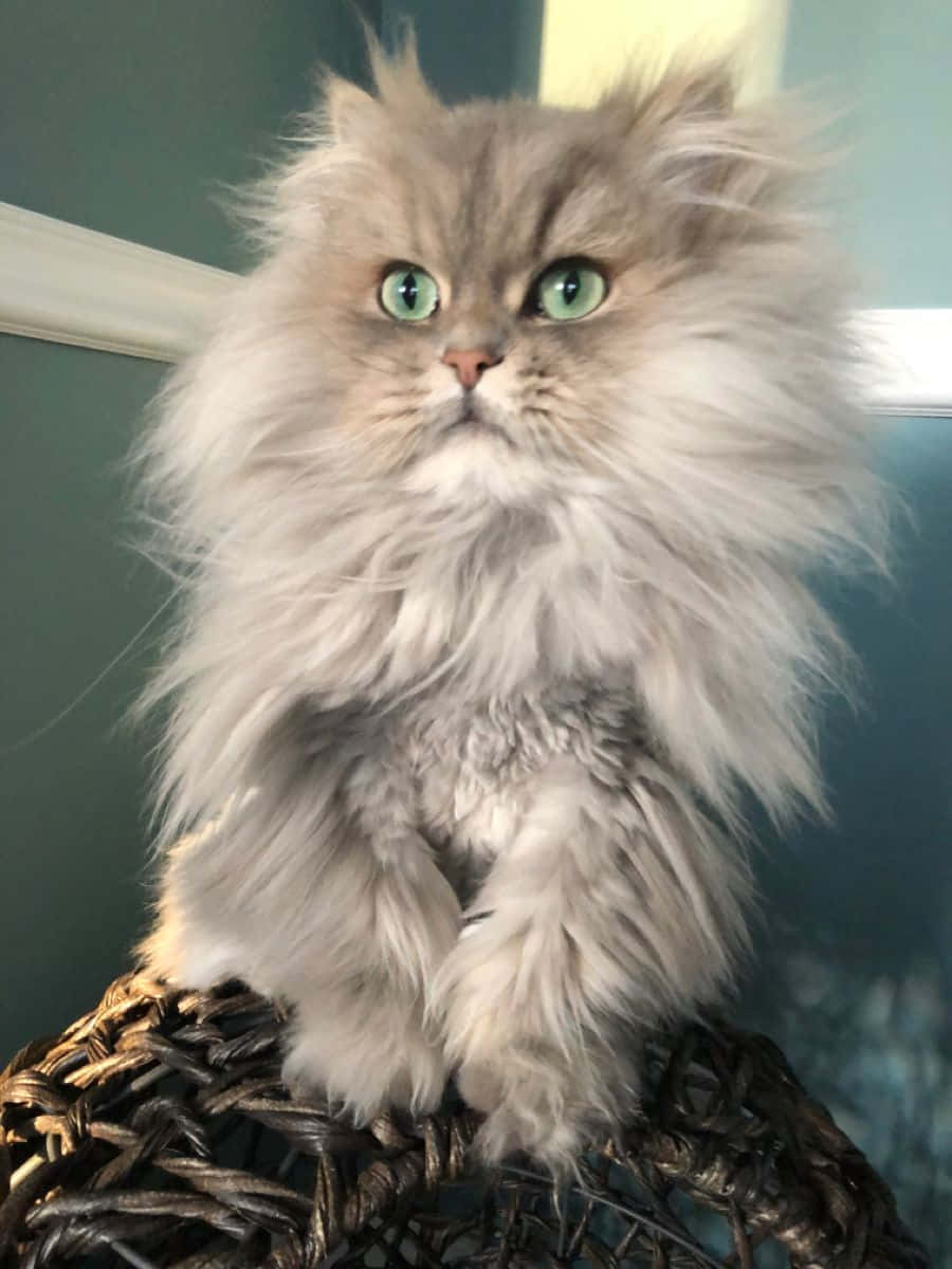 Cute Cat 桌布 壁紙 — 一隻毛茸茸的灰色波斯貓，有著明亮的綠色眼睛，威嚴地坐在一個深色編織籃子上，背景是藍綠色牆壁。