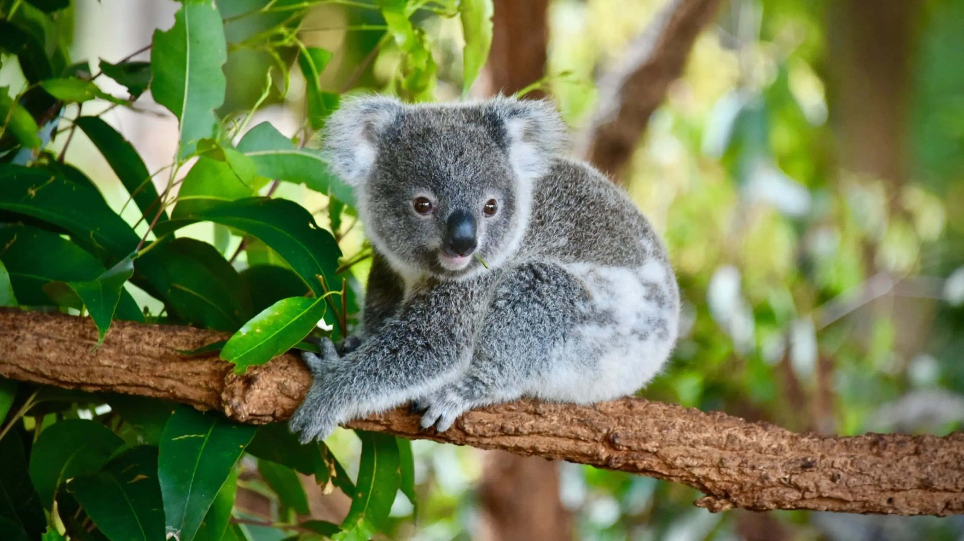 Koala Bear 桌布 壁紙 — 一隻毛茸茸的灰色無尾熊，有大耳朵，平靜地坐在被茂盛綠葉包圍的樹枝上。