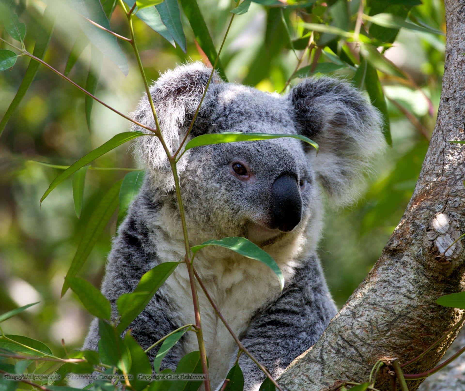Koala 桌布 壁紙 — 一隻毛茸茸的灰色無尾熊，有大耳朵，緊緊抓住被鮮綠葉子包圍的桉樹枝。