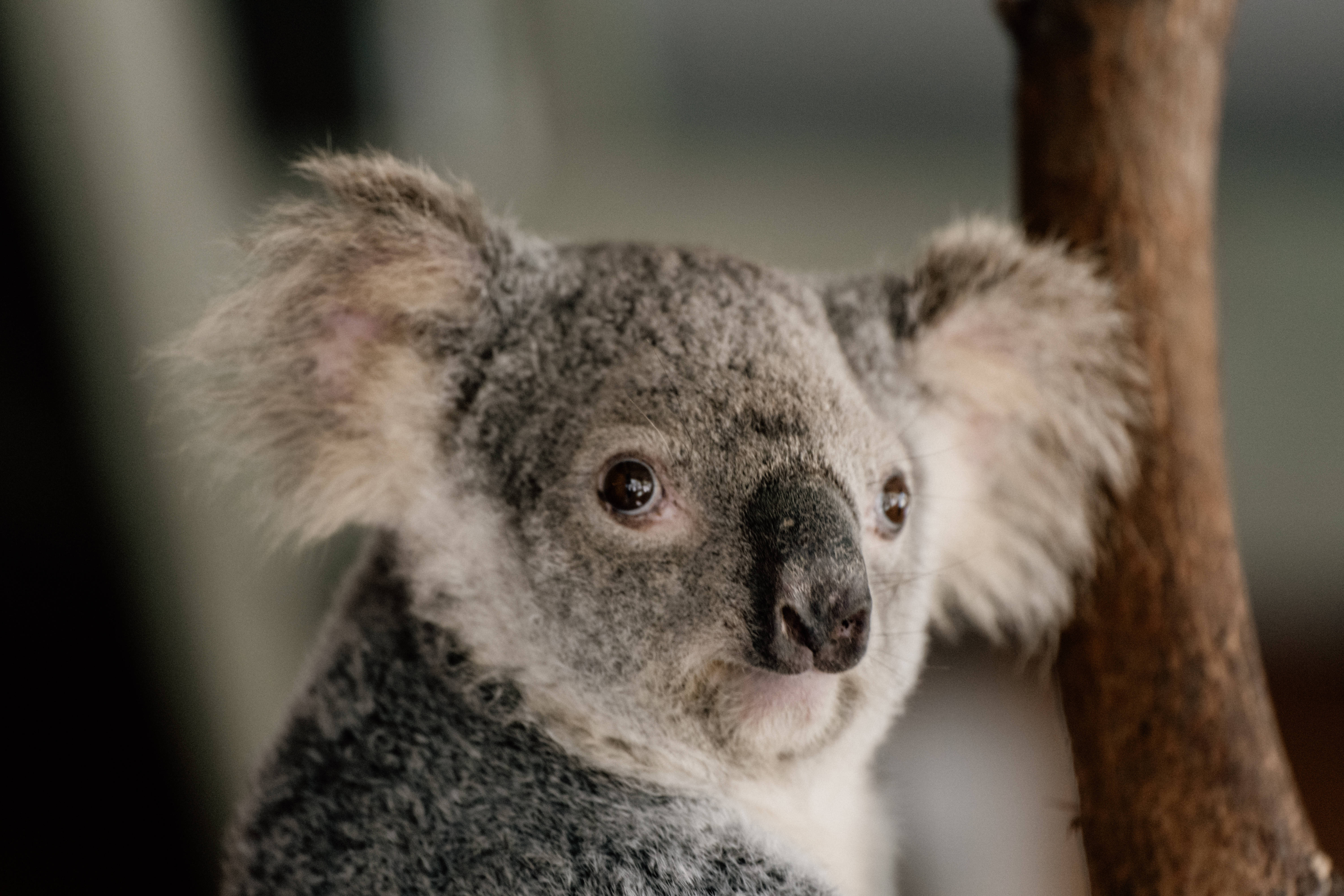 Koala 桌布 壁紙 — 一隻毛茸茸的灰色無尾熊，有大耳朵和深色眼睛，緊抓著樹枝的特寫。