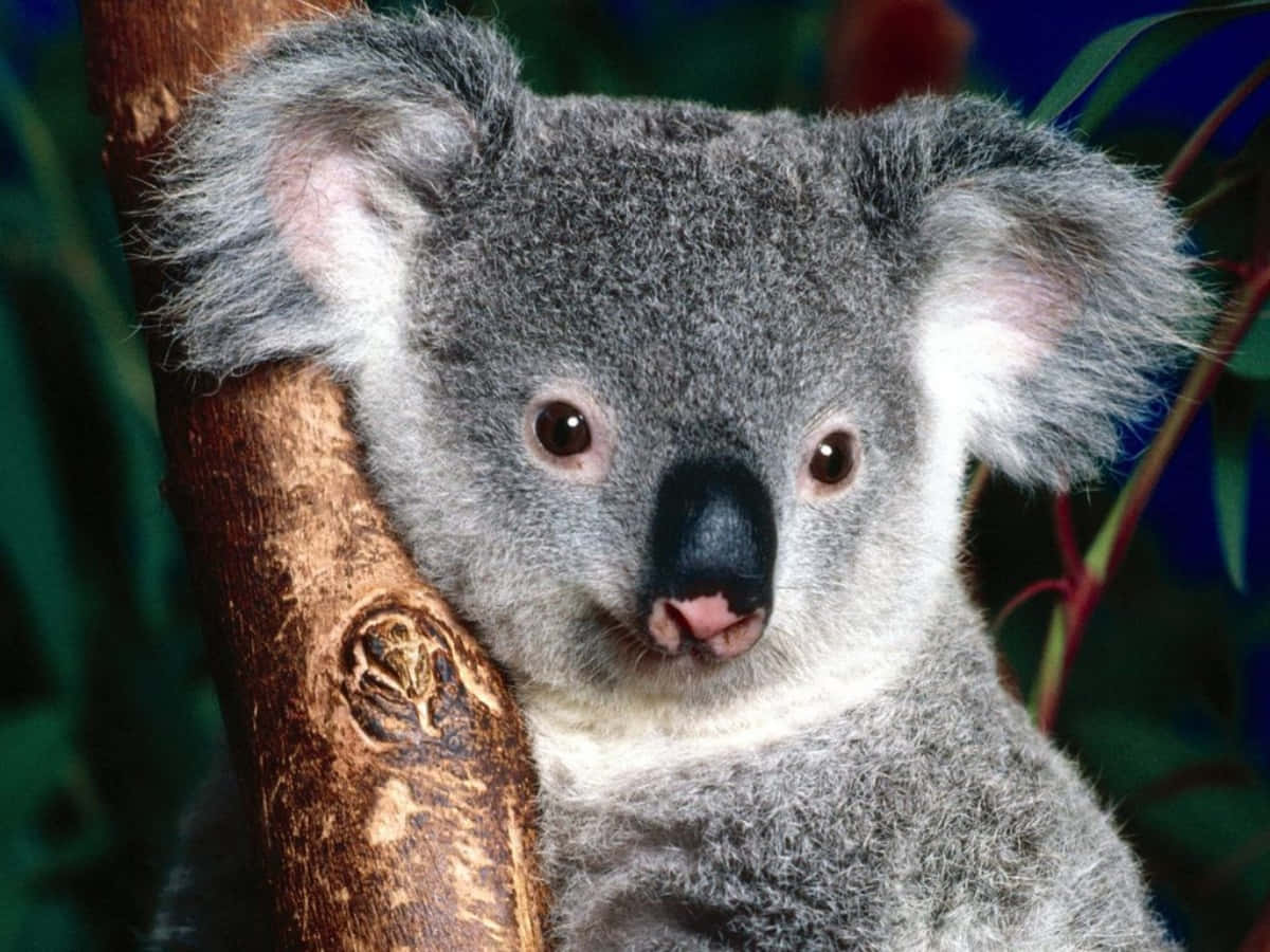 Koala Bear 桌布 壁紙 — 一隻毛茸茸的灰色無尾熊，有大耳朵和伸出粉紅色舌頭，緊抓樹枝的特寫。
