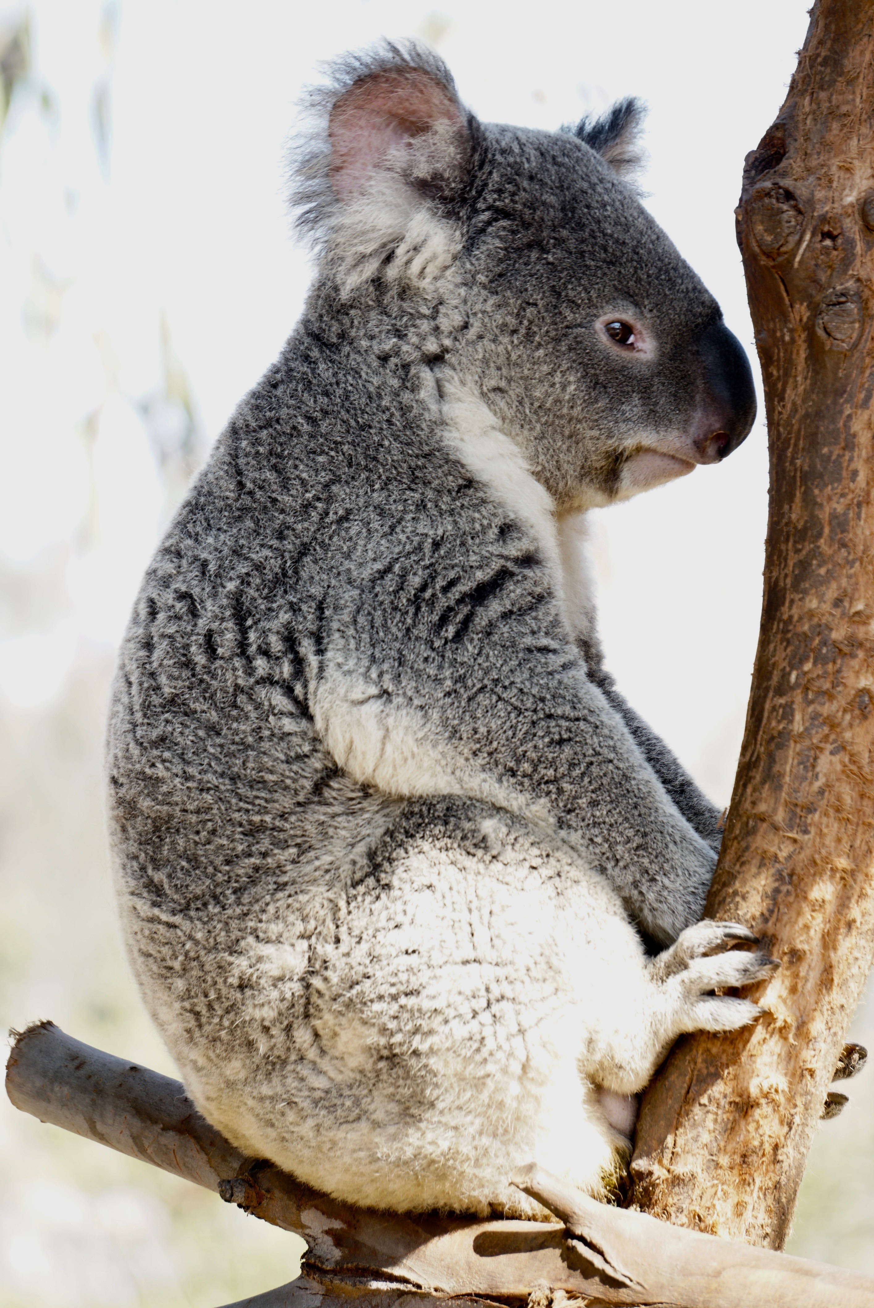 Koala 桌布 壁紙 — 一隻毛茸茸的灰色無尾熊，白色胸部，在明亮的日光下緊抓著粗糙的樹幹。
