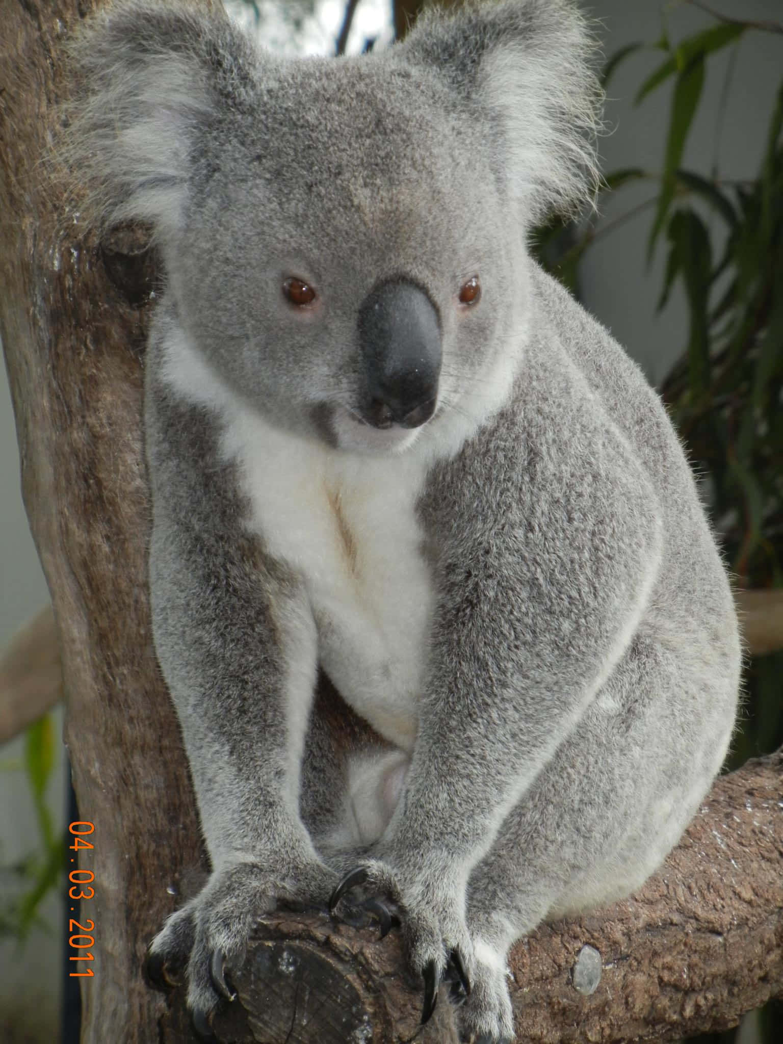 Koala Bear 桌布 壁紙 — 一隻毛茸茸的灰色無尾熊，白色胸部，靜靜地坐在樹枝上，用柔軟的棕色眼睛直視鏡頭。