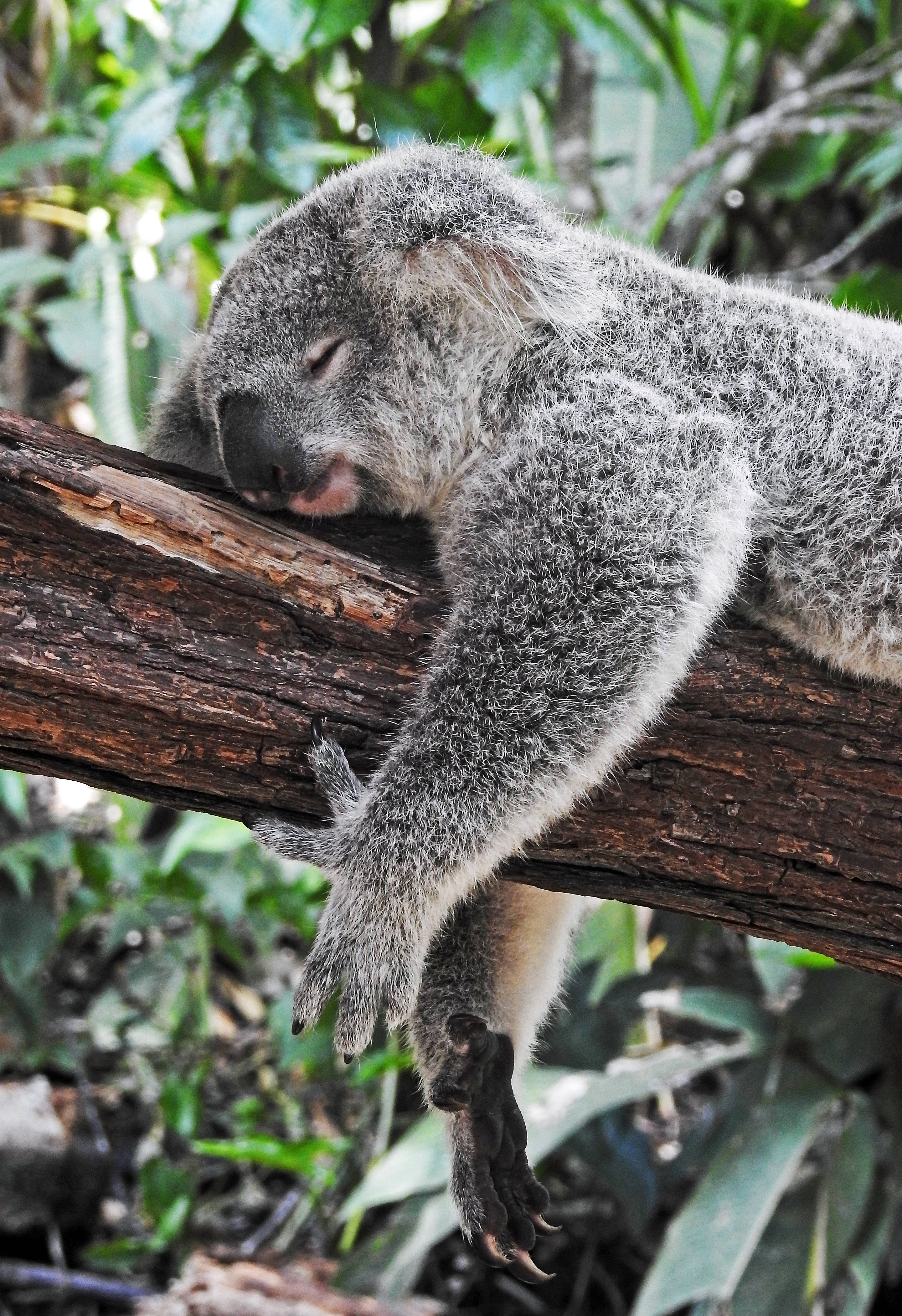 Koala 桌布 壁紙 — 一隻毛茸茸的灰色無尾熊在佈滿苔蘚的樹枝上蜷縮著安睡，周圍是茂密的綠色樹葉。