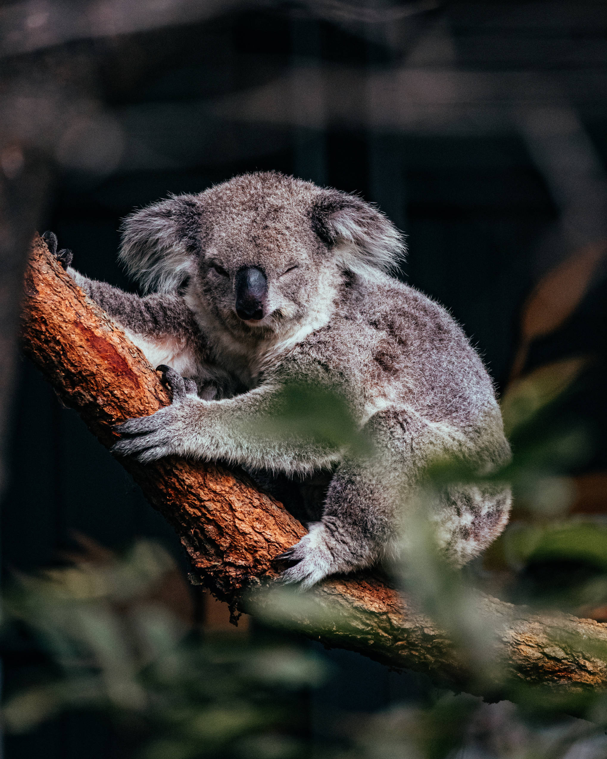 Koala 桌布 壁紙 — 一隻毛茸茸的灰色無尾熊在堅固的樹枝上蜷縮著安詳地睡覺，周圍是柔軟的綠色樹葉。