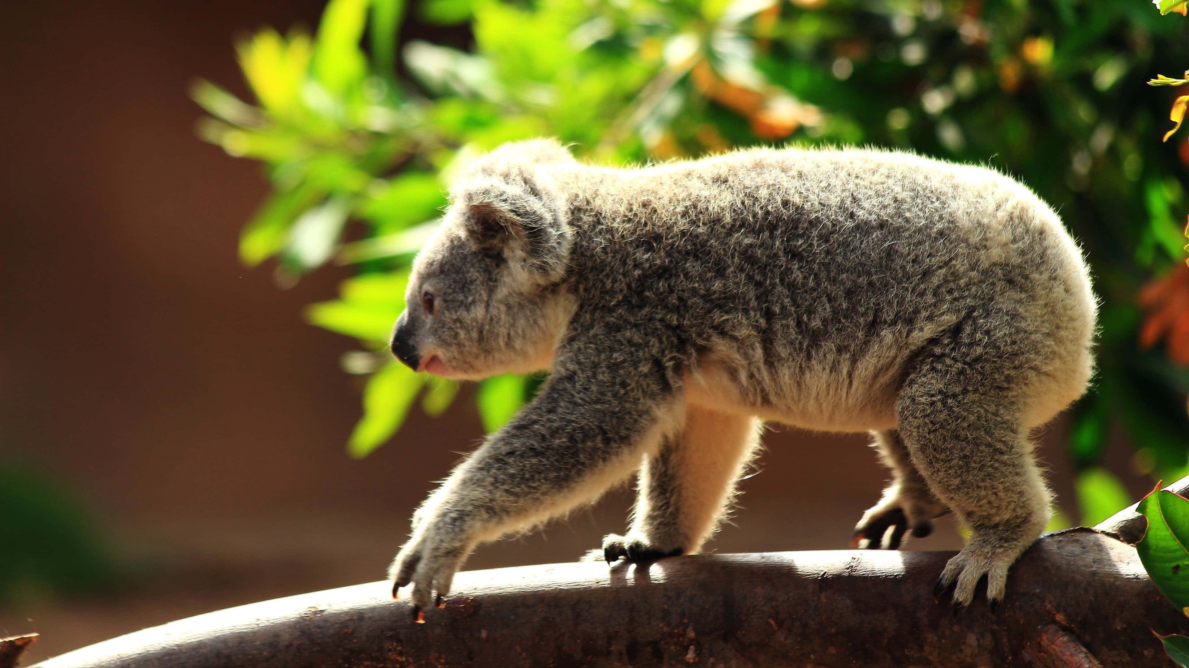 Koala 桌布 壁紙 — 一隻毛茸茸的灰色無尾熊在明亮的陽光下沿著被綠葉包圍的粗樹枝行走。