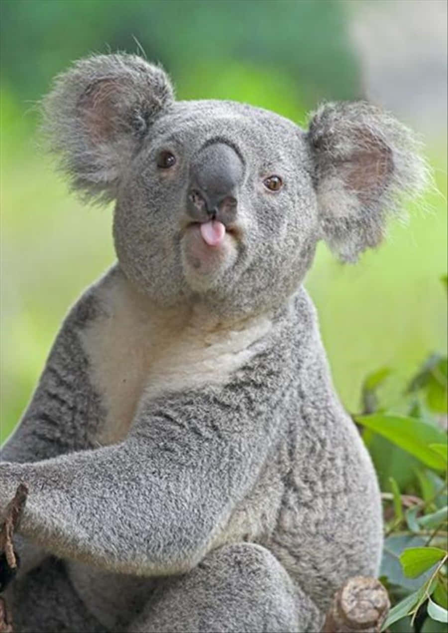 Koala Bear 桌布 壁紙 — 一隻毛茸茸的灰色無尾熊在樹枝上頑皮地伸出粉紅色舌頭的特寫照片。