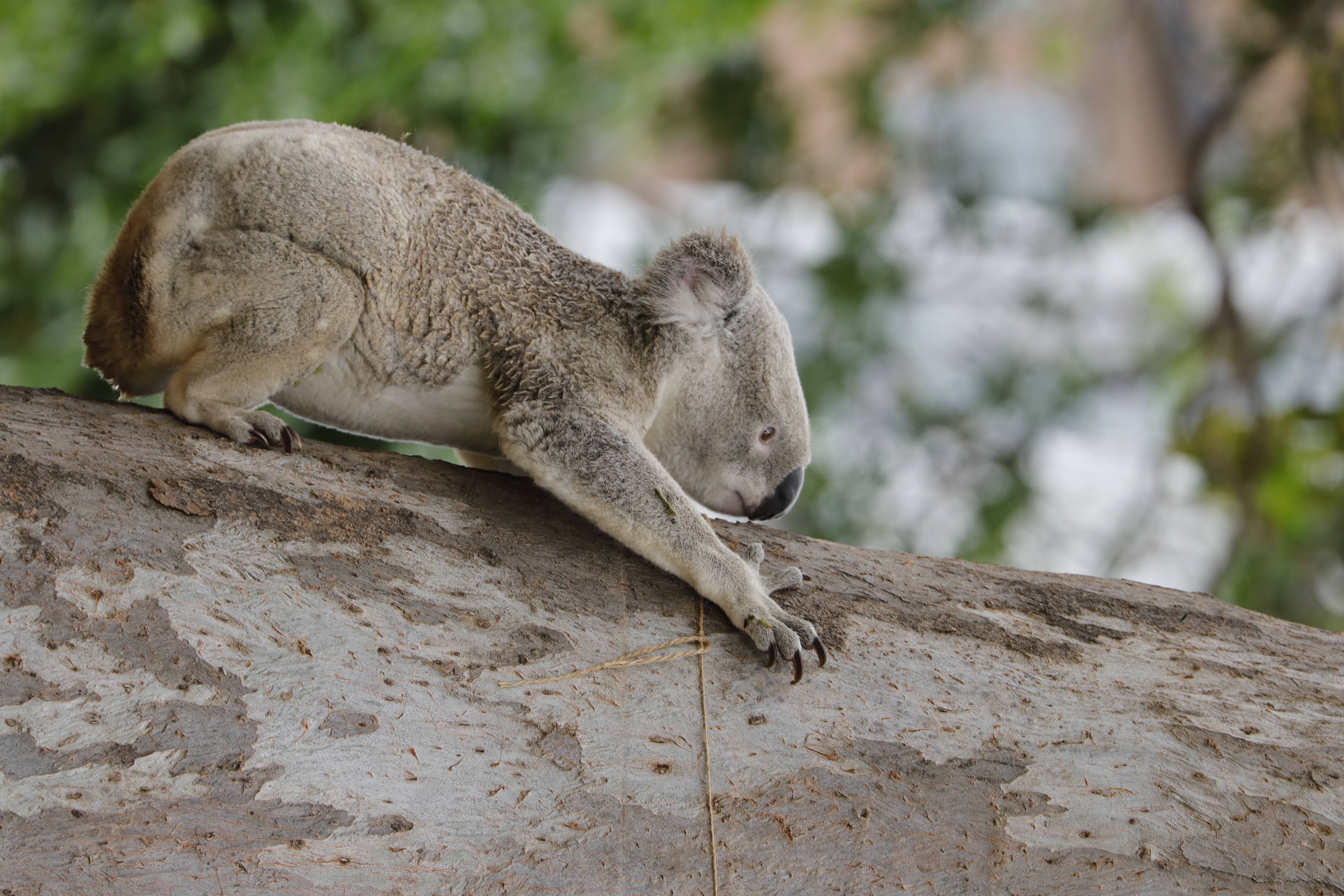 Koala 桌布 壁紙 — 一隻毛茸茸的灰色無尾熊在紋理豐富的樹幹上安靜地休息，背景是柔和的綠色樹葉。