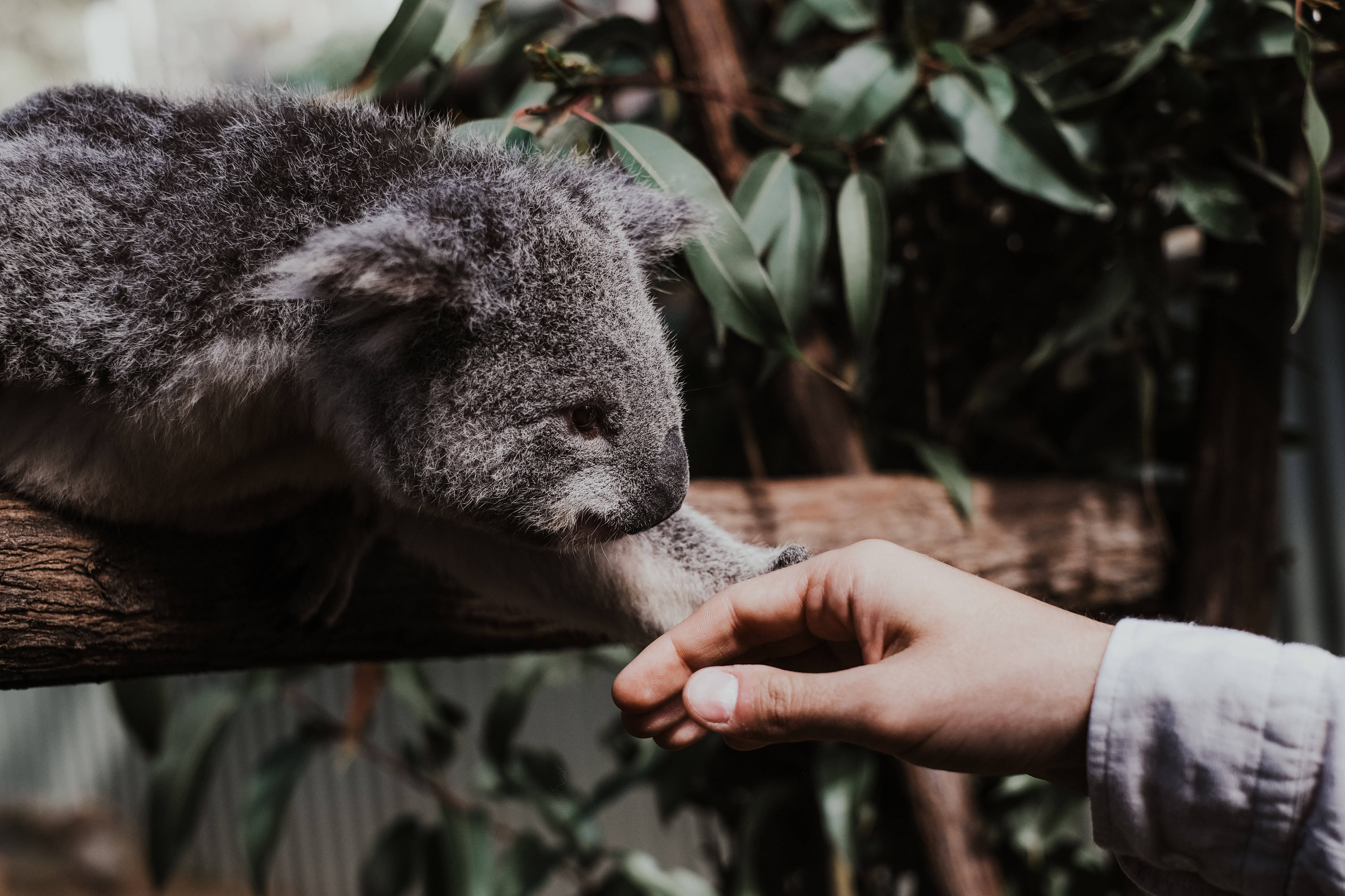 Koala 桌布 壁紙 — 一隻毛茸茸的灰色無尾熊在茂密的綠葉中輕輕地用鼻子蹭著伸向牠的人手。