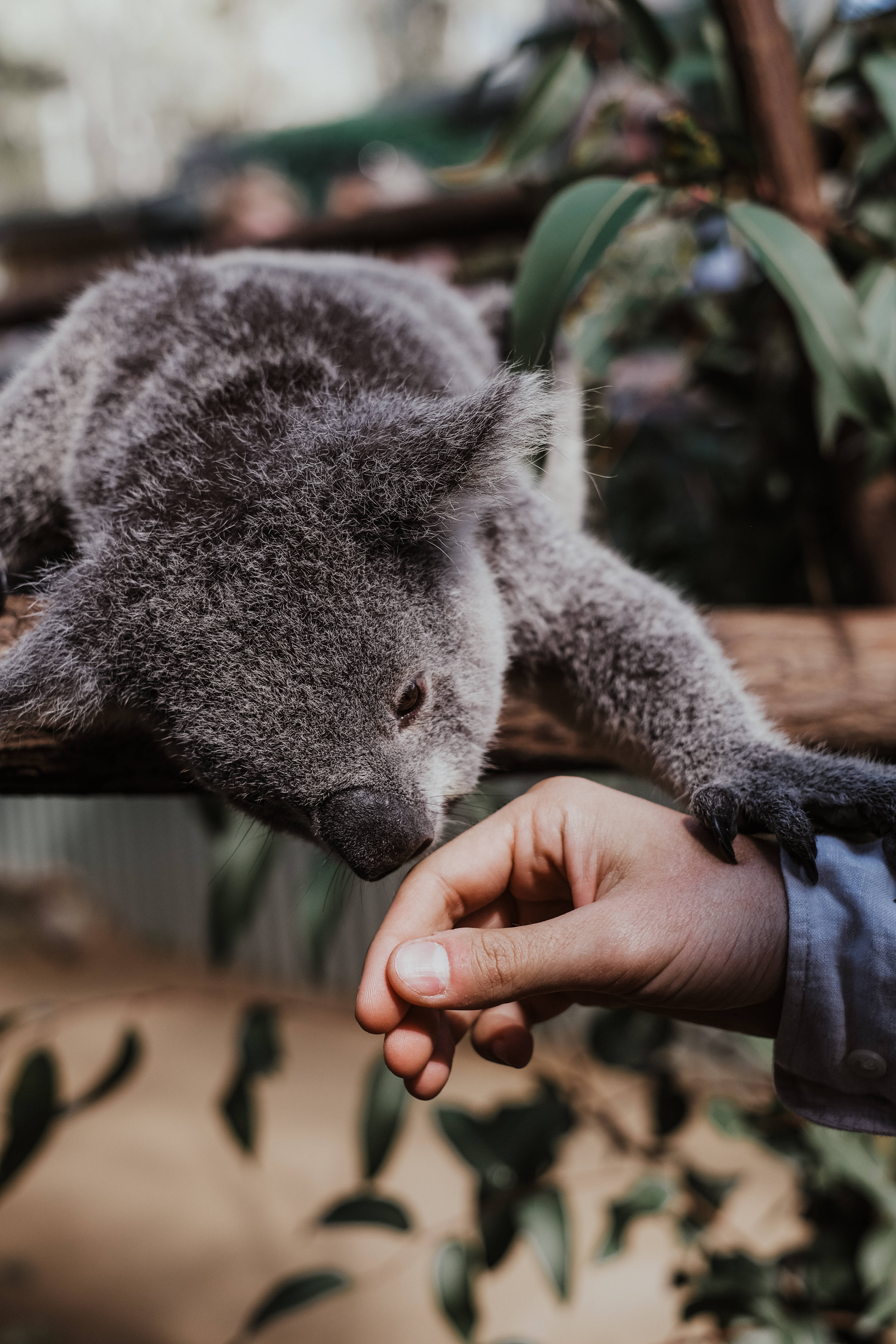 Koala 桌布 壁紙 — 一隻毛茸茸的灰色無尾熊在茂密的綠色圍欄中輕輕地休息在樹枝上，同時用鼻子蹭著人類的手。