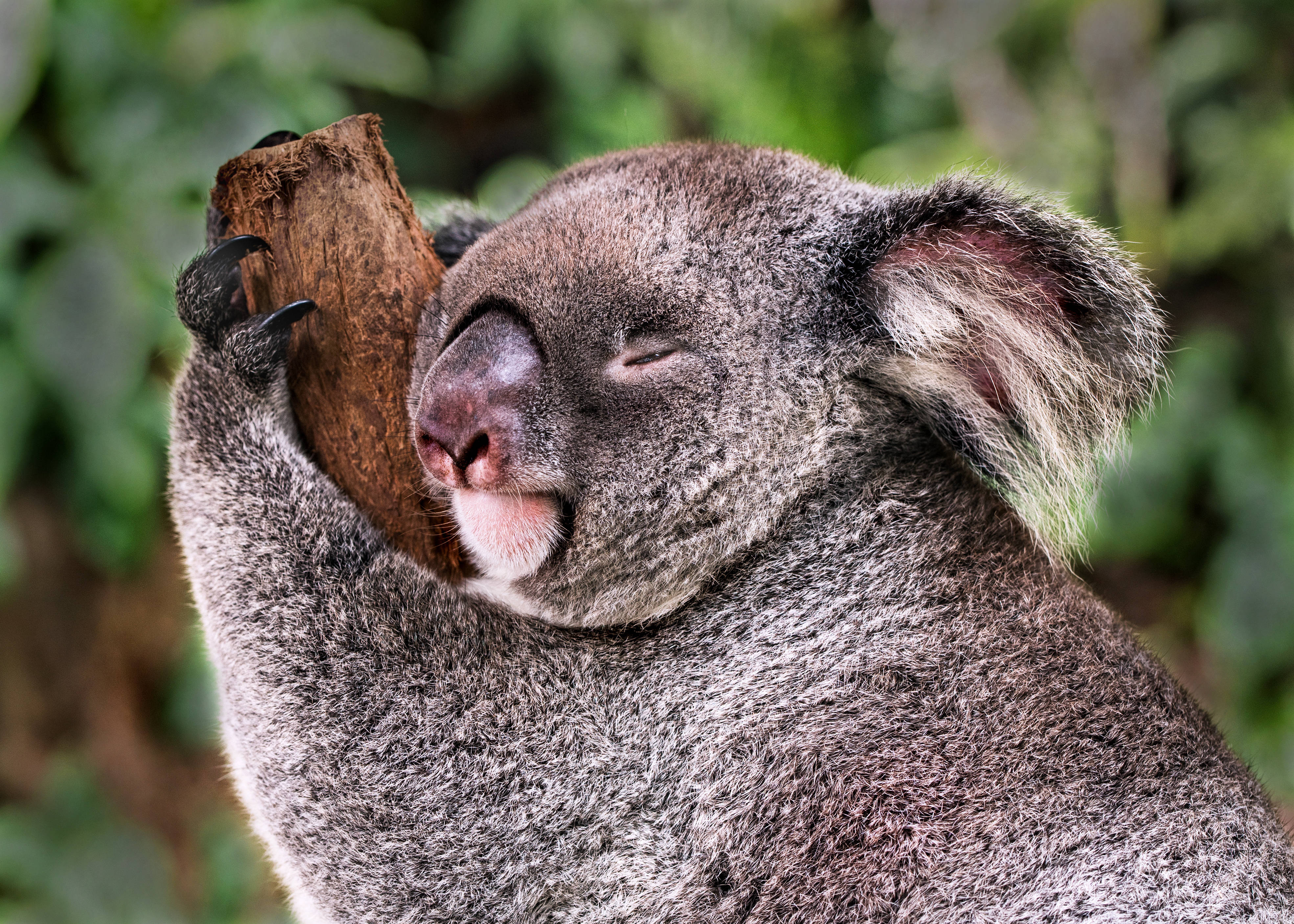 Koala 桌布 壁紙 — 一隻毛茸茸的灰色無尾熊在茂密的綠色樹葉中，抱著樹枝平靜地睡覺。